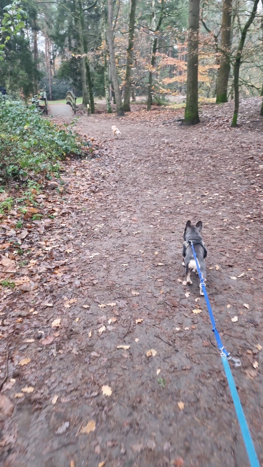 Hondenuitlaat service/hondenwandelingen, Eén hond, 3 tot 5 jaar, Nederland, Particulier