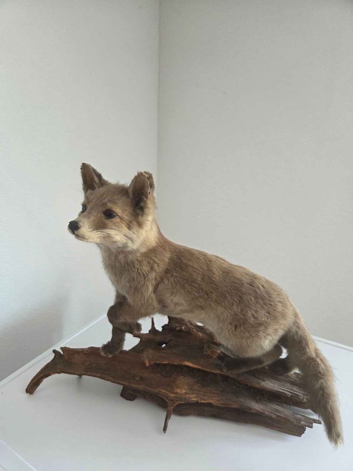 Opgezette vossenwelp taxidermie op houten stam – vintage, Ophalen, Gebruikt, Vogel, Opgezet dier