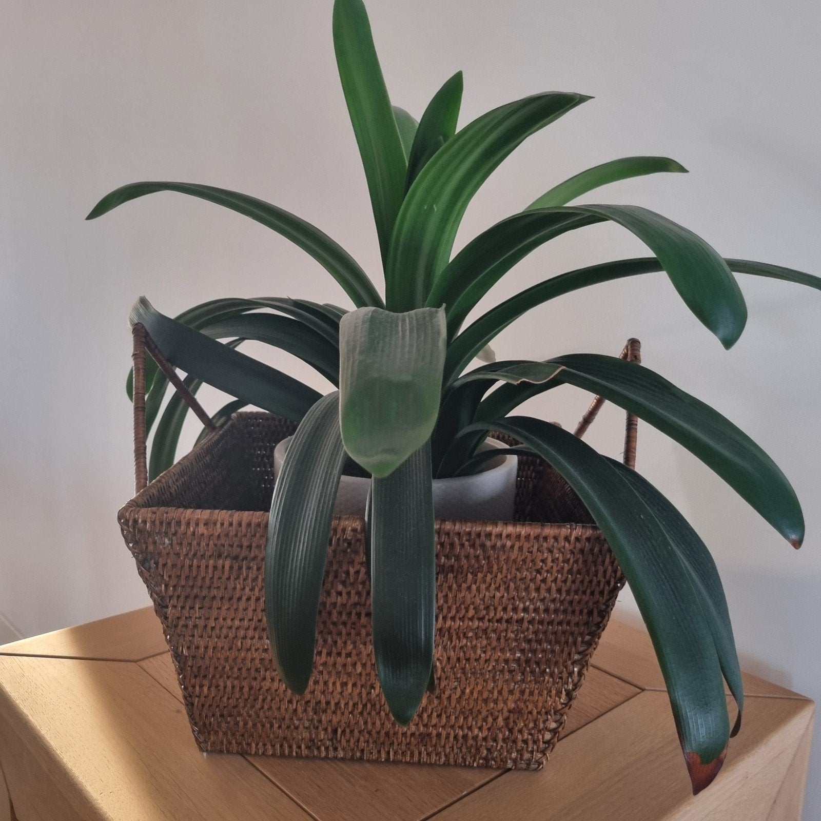 Birma rieten mand met hengsels - planten of opbergmand, Ophalen of Verzenden
