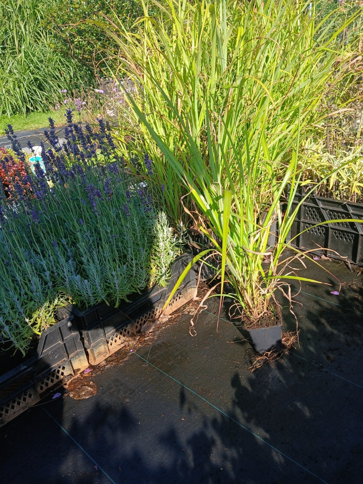 Miscanthus sinensis 'Kleine Silberspinne' - Siergras, Volle zon, Vaste plant, Siergrassen, Ophalen of Verzenden