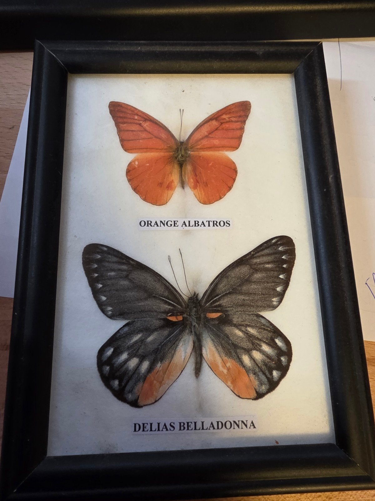 2 ingelijste vlinders: Orange Albatros & Delias Belladonna, Ophalen of Verzenden, Gebruikt, Insect, Opgezet dier