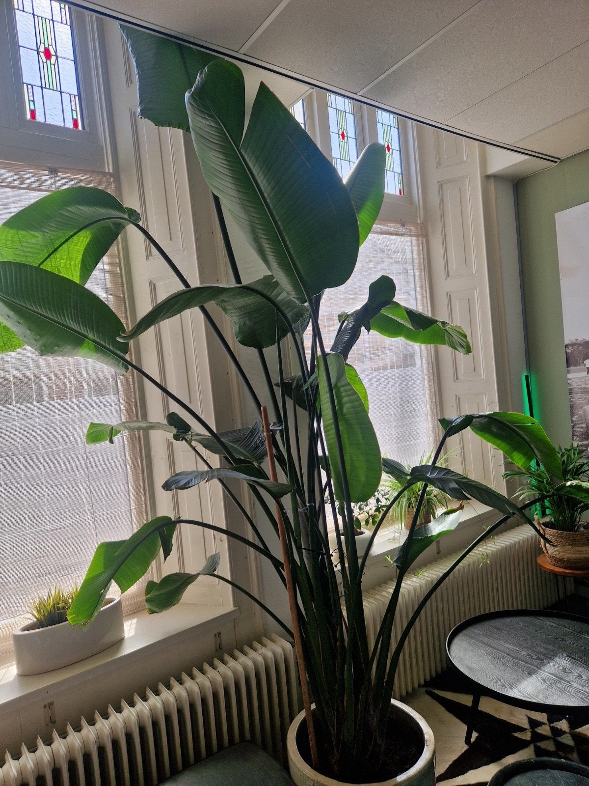 Grote Strelitzia in pot - 2 meter hoog ZSM WEG, 200 cm of meer, Overige soorten, Ophalen of Verzenden, In pot