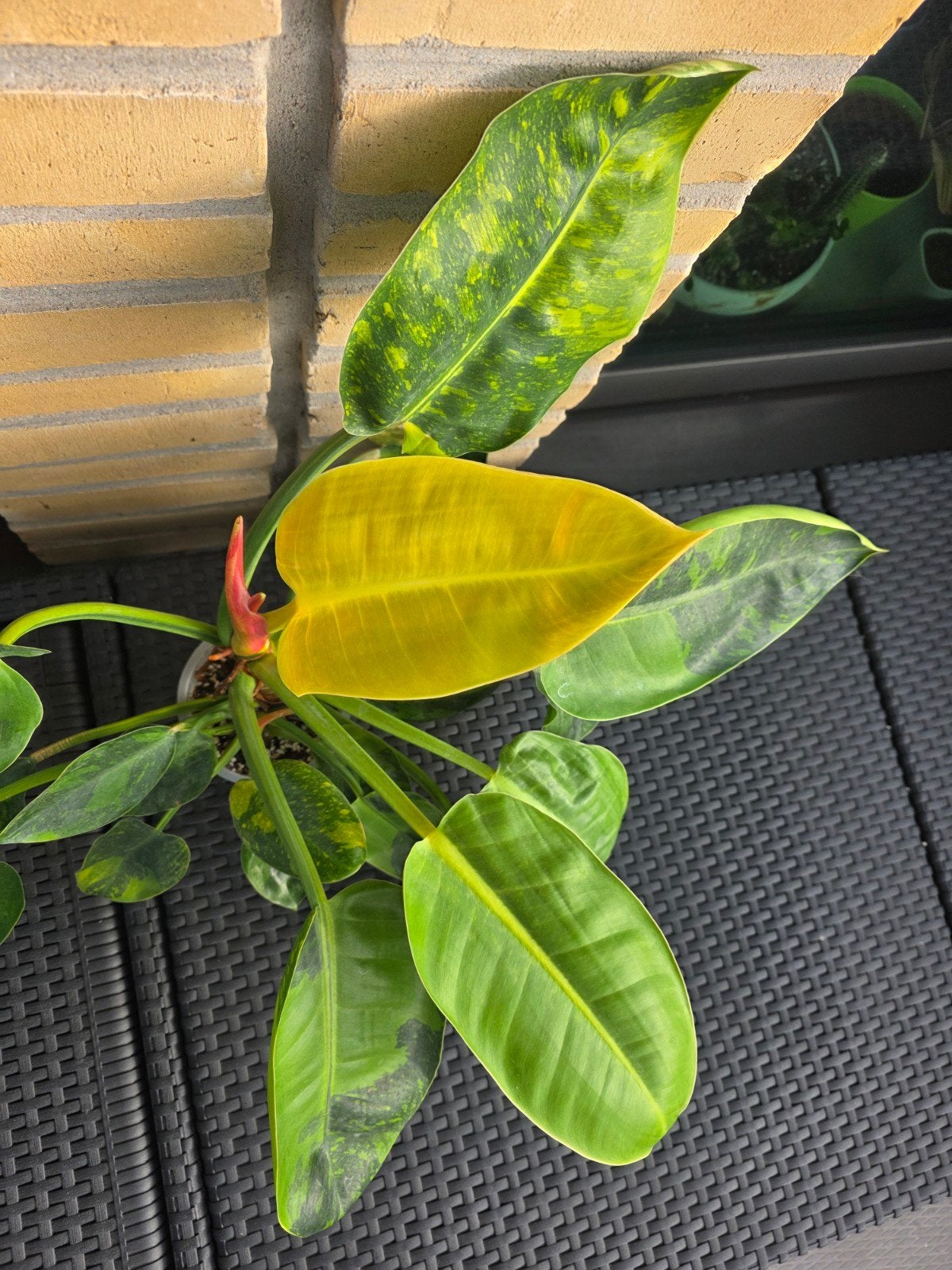 Philodendron Nuclear Congo Variegata XXL, Ophalen, Halfschaduw, Minder dan 100 cm