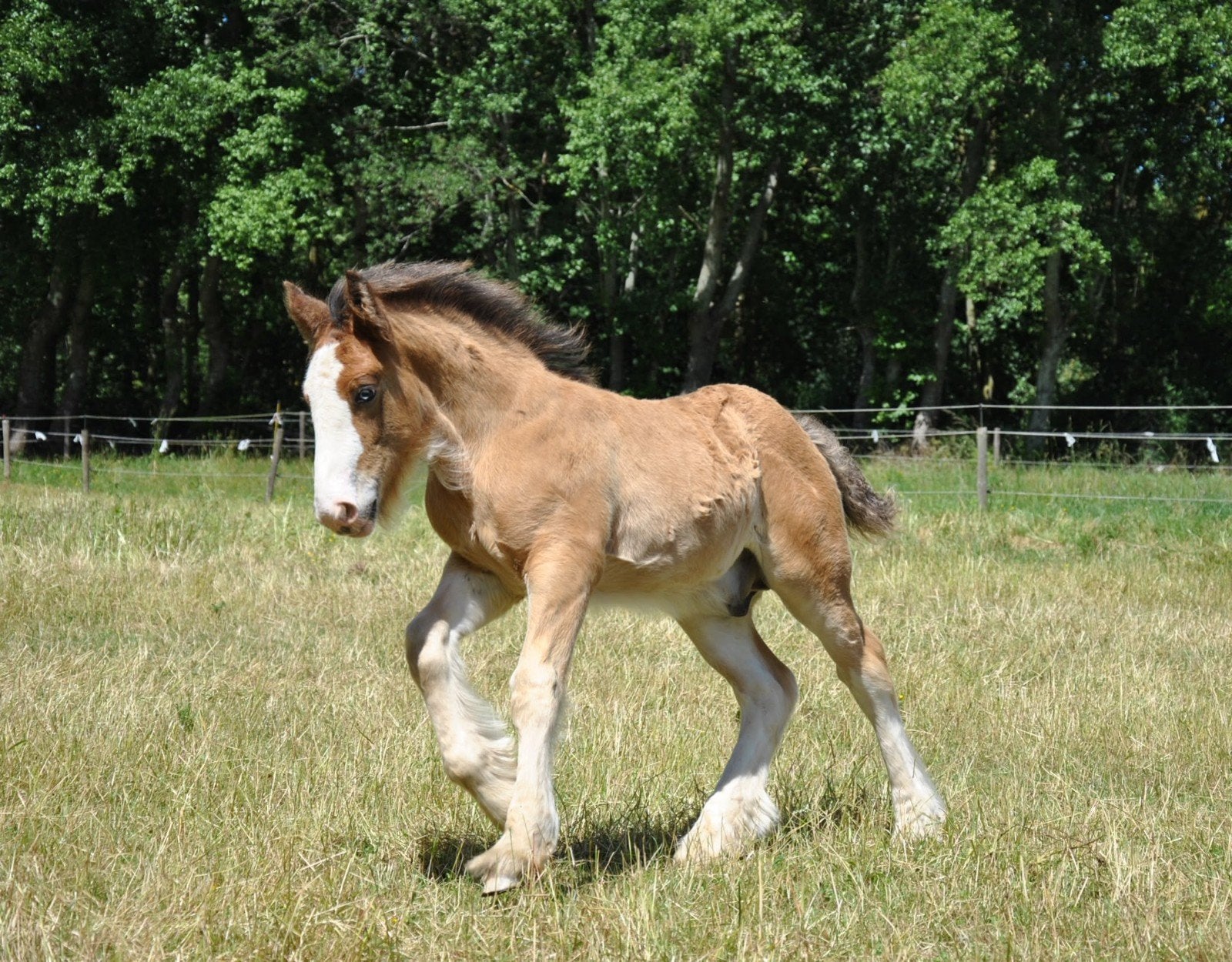 Verschillende tinkers, Dieren en Toebehoren, Pony's, Hengst, 0 tot 2 jaar