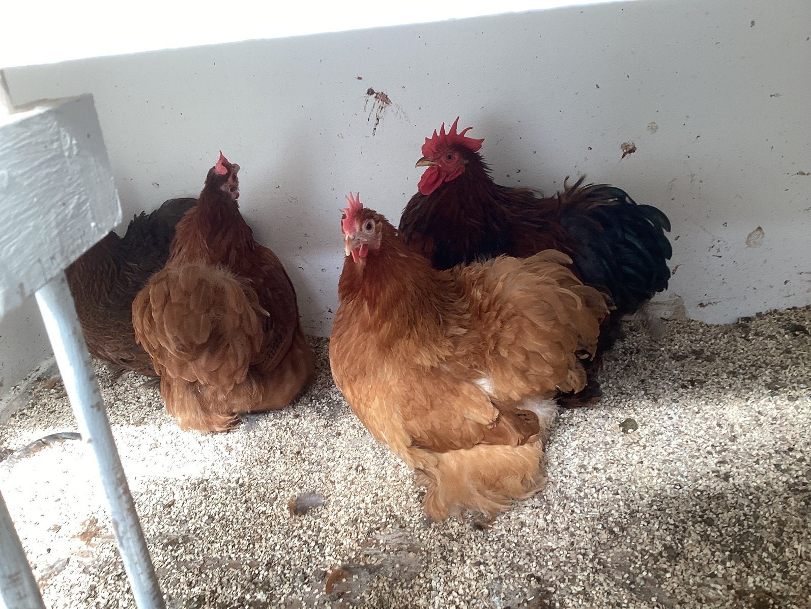 Te koop cochin krielhennen, gratis hanen, Dieren en Toebehoren, Pluimvee, Meerdere dieren, Kip