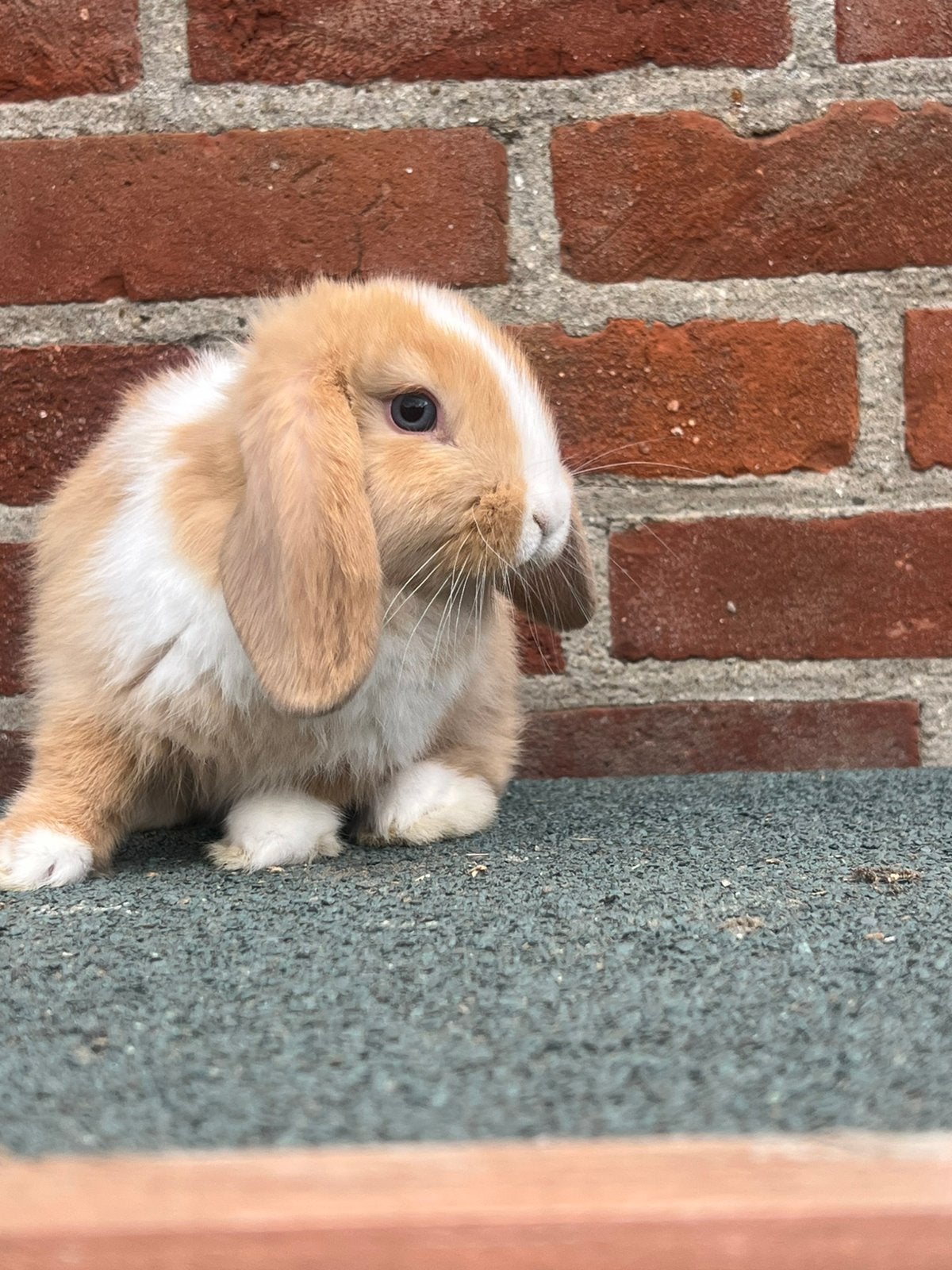 Lieve jonge nhd x minilop voedster, Dieren en Toebehoren, Konijnen, Vrouwelijk, Dwerg