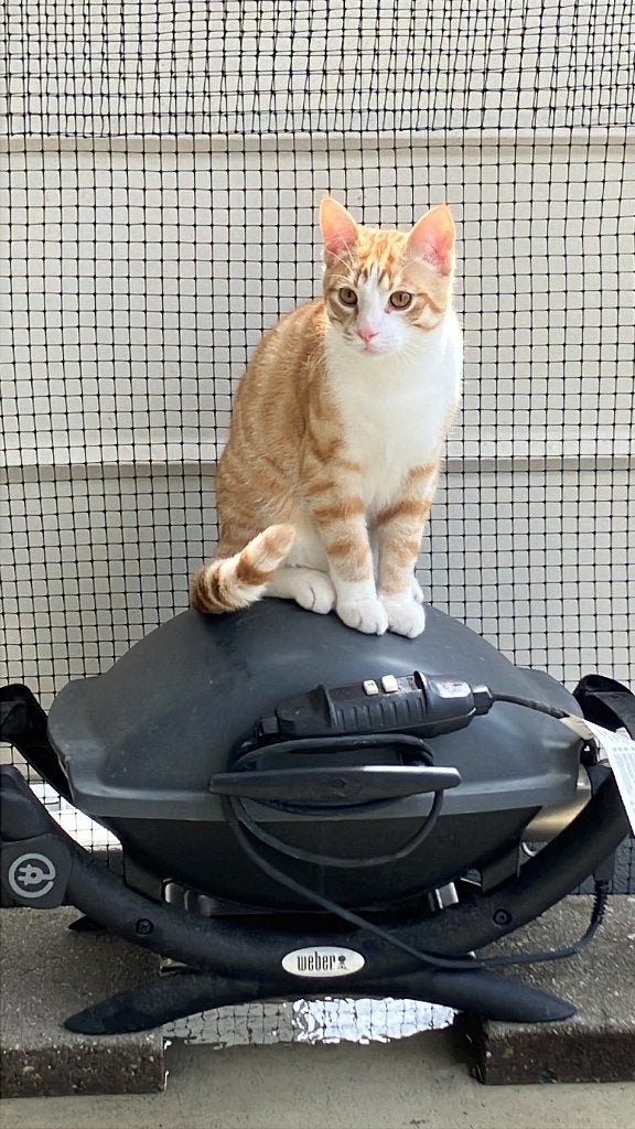Superlieve kater aangeboden, Dieren en Toebehoren, Kater, Kortharig, 0 tot 2 jaar