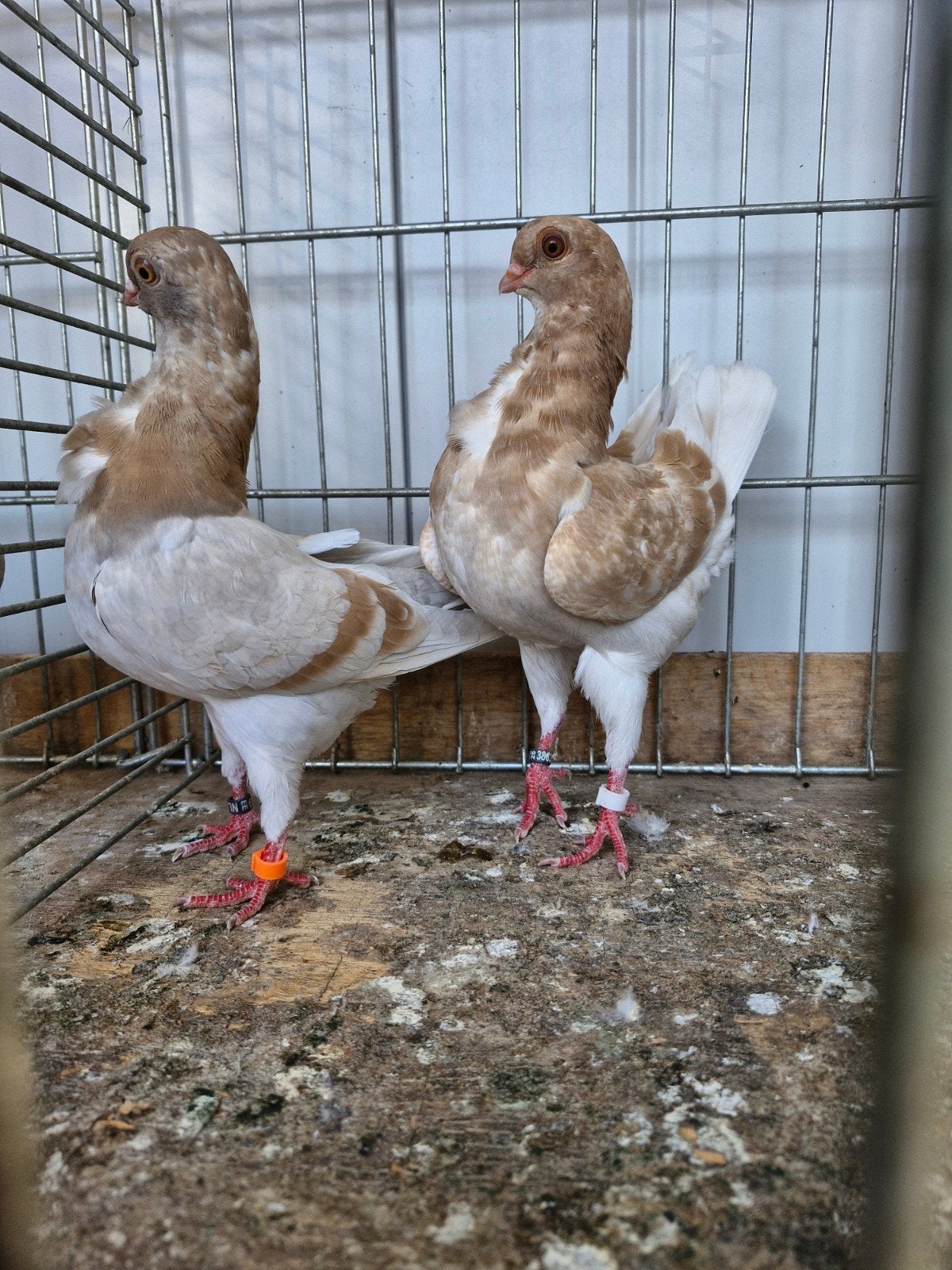 koppel italiaanse meeuwen, Dieren en Toebehoren, Vogels | Duiven, Meerdere dieren, Overige soorten