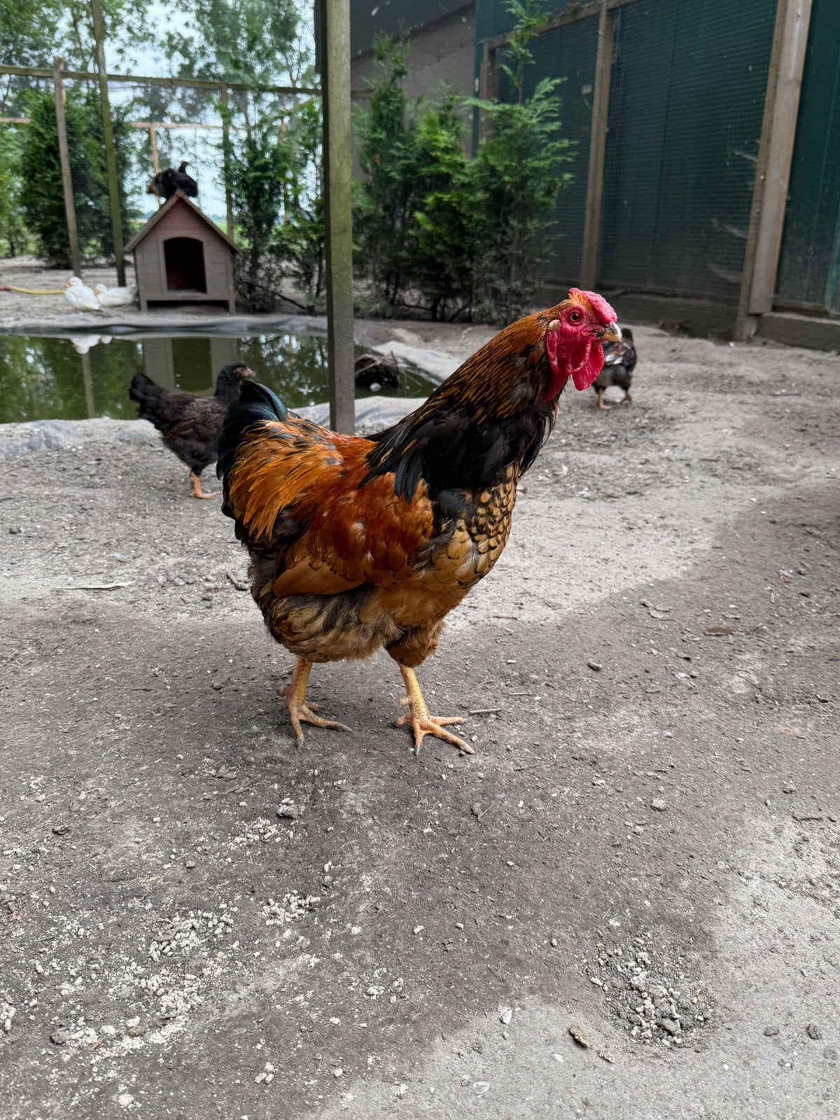 Haan, Dieren en Toebehoren, Pluimvee, Kip, Mannelijk