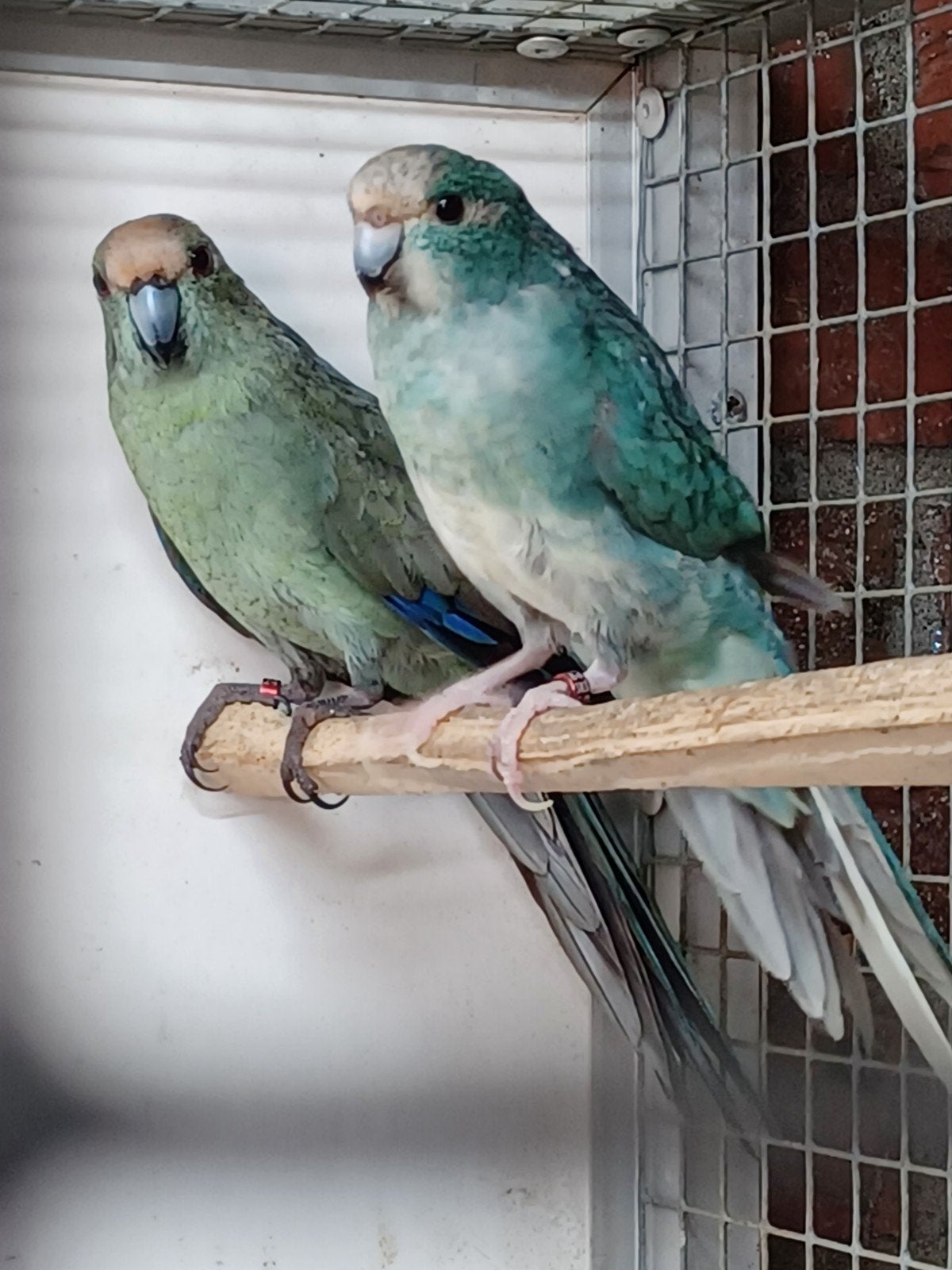 Stel blauwe kakarikis, Dieren en Toebehoren, Meerdere dieren, Parkiet