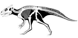 Foto 16 van UNIEK ORIGINEEL PSITTACOSAURUS-SKELET – MUSEUMKWALITEIT