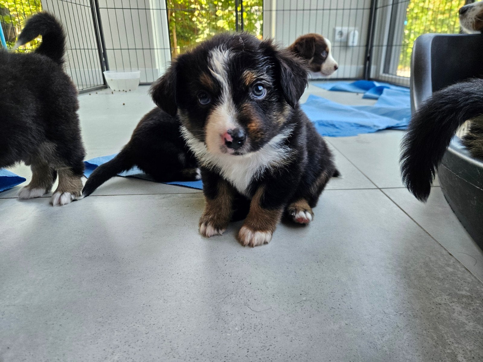 Mini Australian/American shepherd pups te koop, Parvo, Overige rassen, 8 tot 15 weken, Meerdere