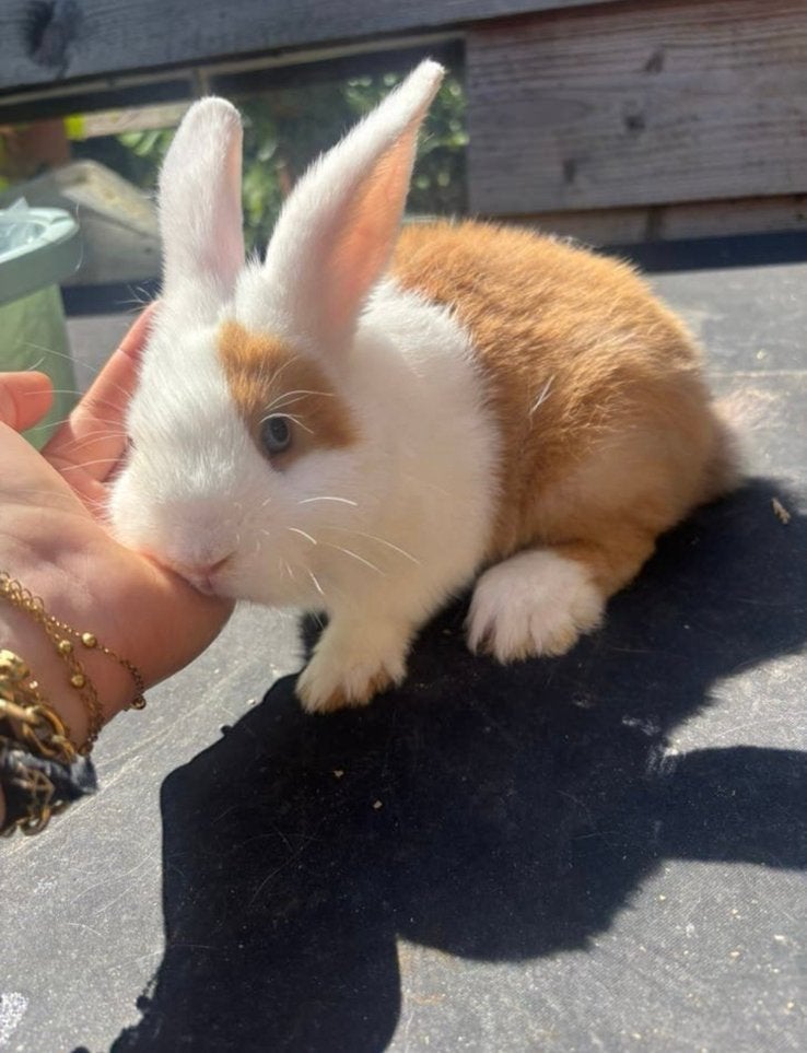 MiniLop x Hollander | 9 weken | klaar voor nieuw huisje, Mannelijk, Middelgroot, 0 tot 2 jaar