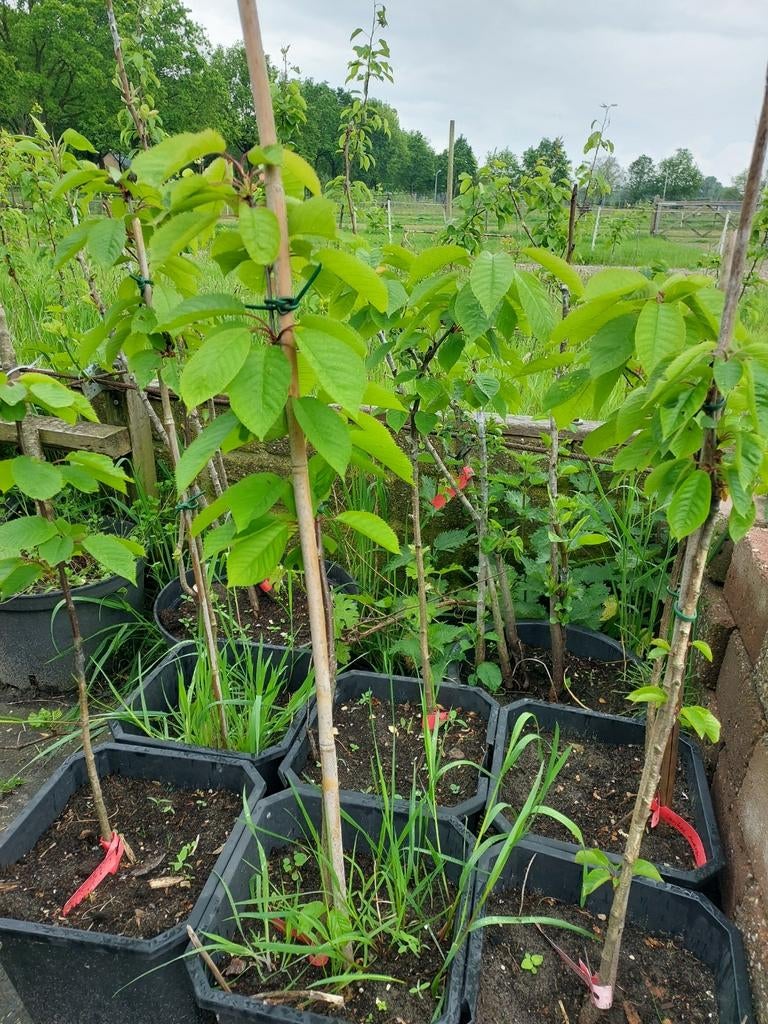 Jonge Kersenbomen in pot (bio), Tuin en Terras, Planten | Fruitbomen, Ophalen, Lente, Volle zon, Kersenboom