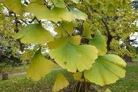 1x  bolboom Ginkgo 'Marieken' / Dwerg ginkgo €125, Bloeit niet, 100 tot 250 cm, Volle zon, In pot