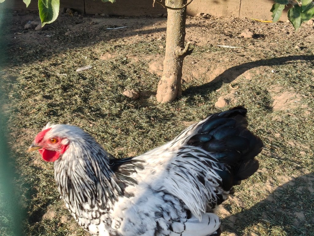 Jonge Wyandotte Haan, Dieren en Toebehoren, Mannelijk, Kip