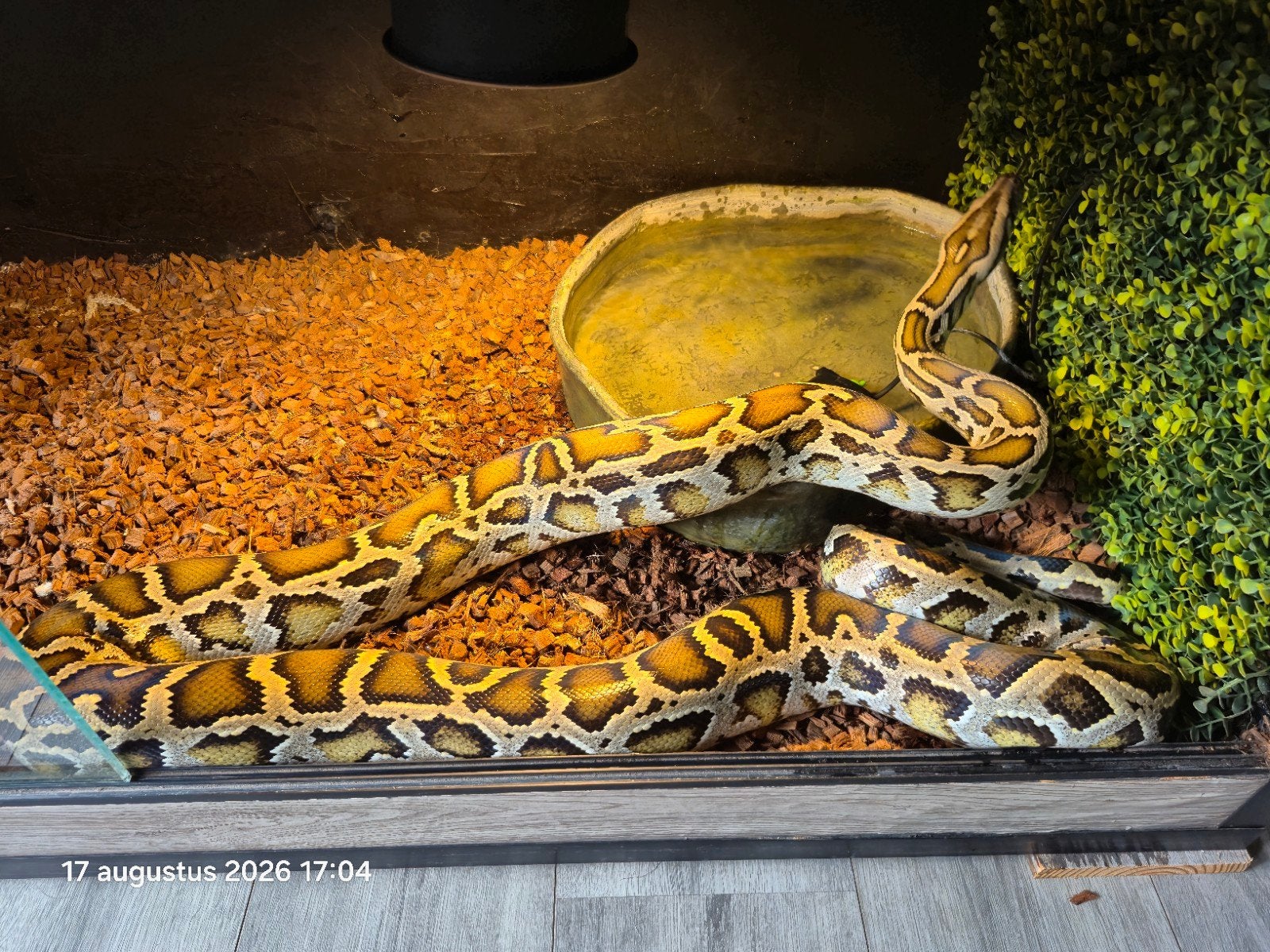 Tijgerpython vrouw incl. terrarium 200x60x65, Slang, Met terrarium, 3 tot 6 jaar