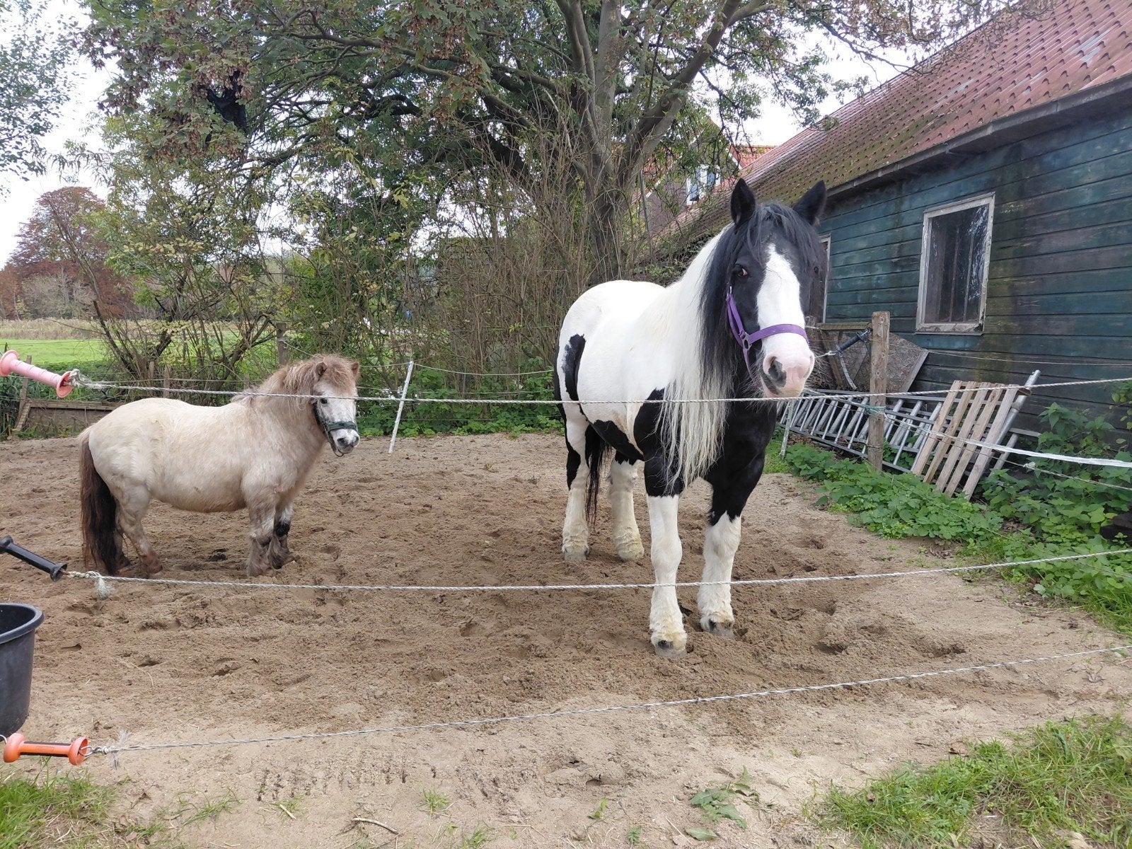 tinker merrie en shetlander ruin opzoek naar verzorger, Dieren en Toebehoren, 2 of 3 paarden of pony's