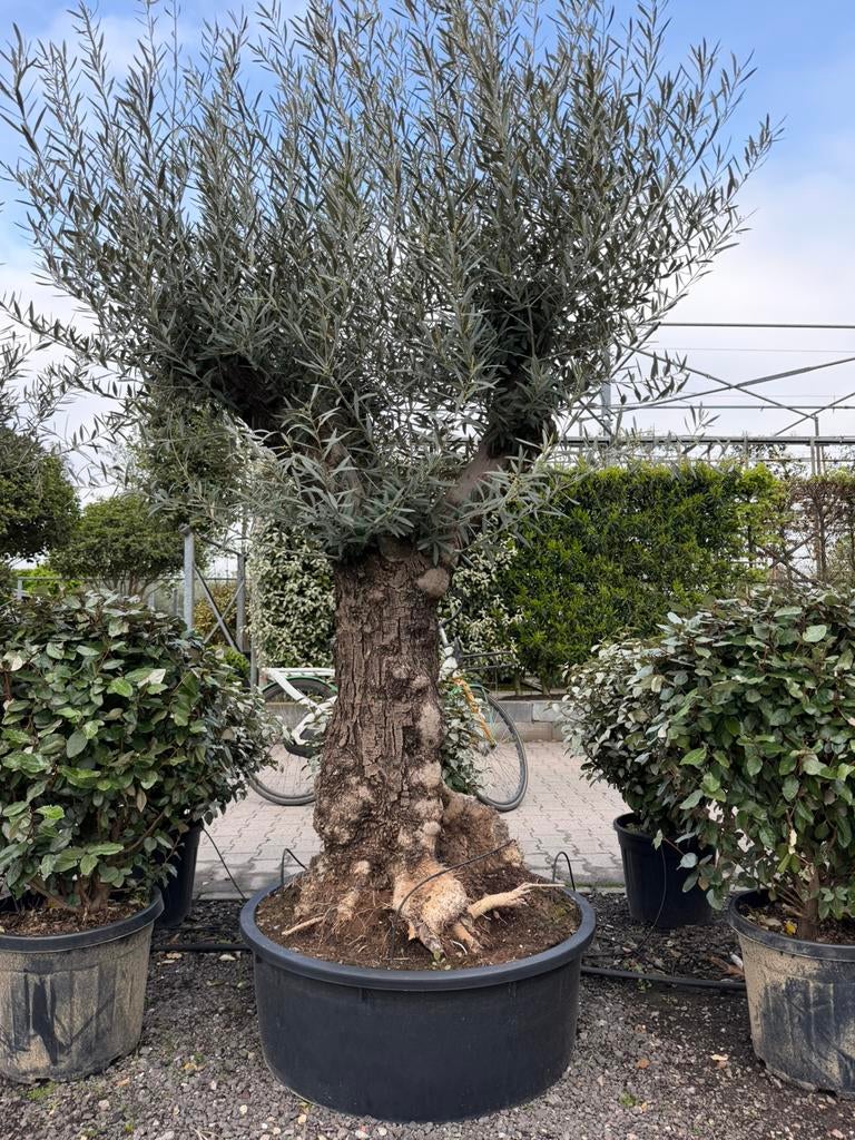 Olea europaea Oude stam, 100 tot 250 cm, Olijfboom, Zomer, Ophalen