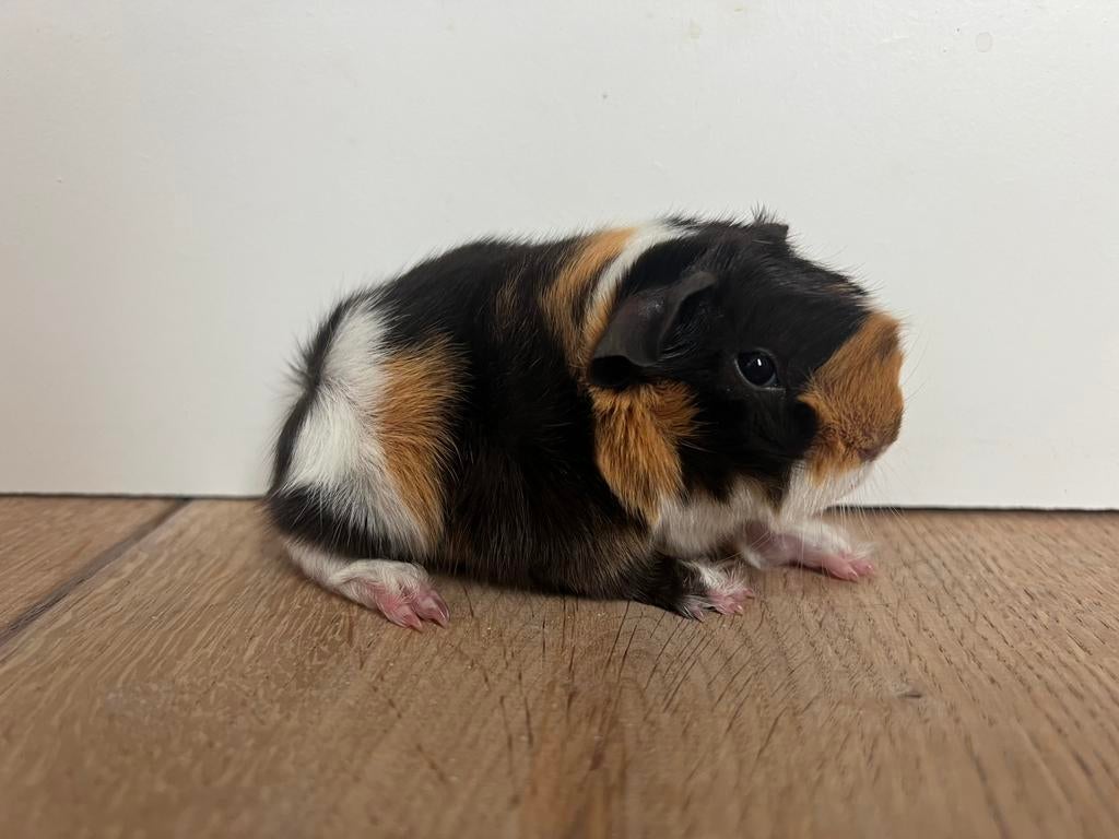 Peruvian cavia beertje choco buff wit, Dieren en Toebehoren, Cavia, April, Mannelijk, Tam