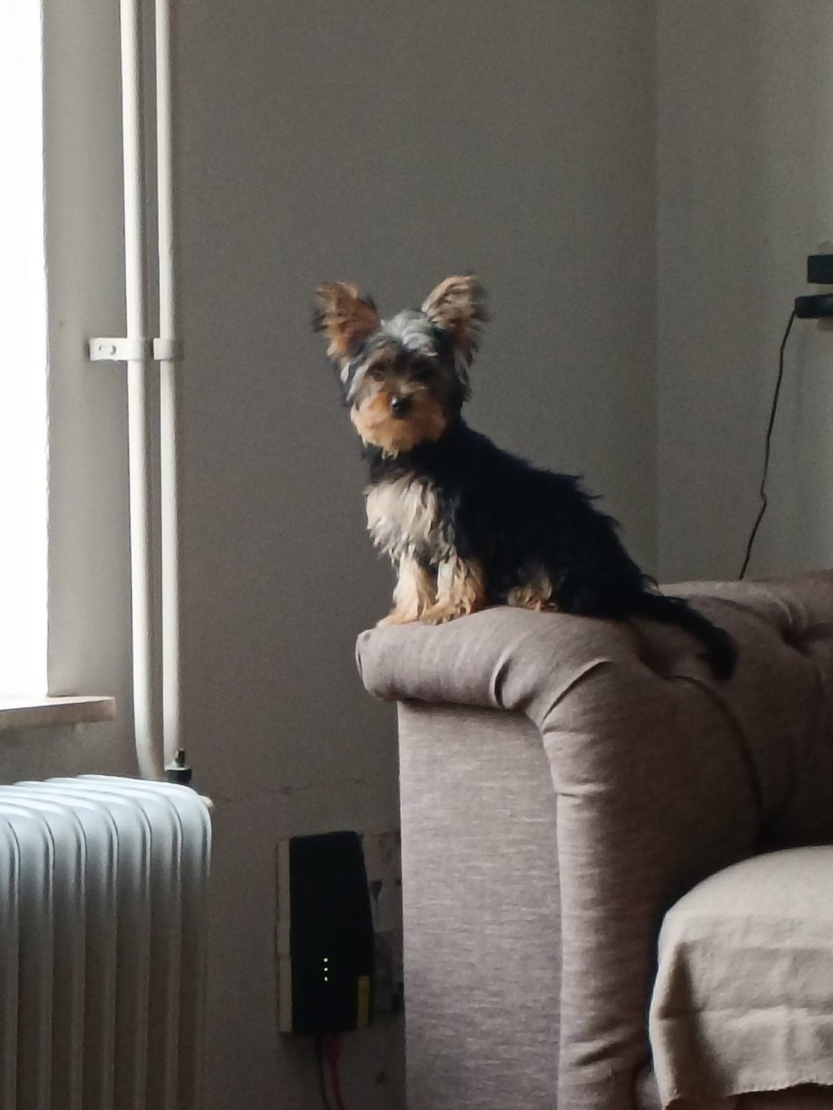 Yorkshire Terrier puppies., 15 weken tot 1 jaar, Teef, Meerdere, Klein
