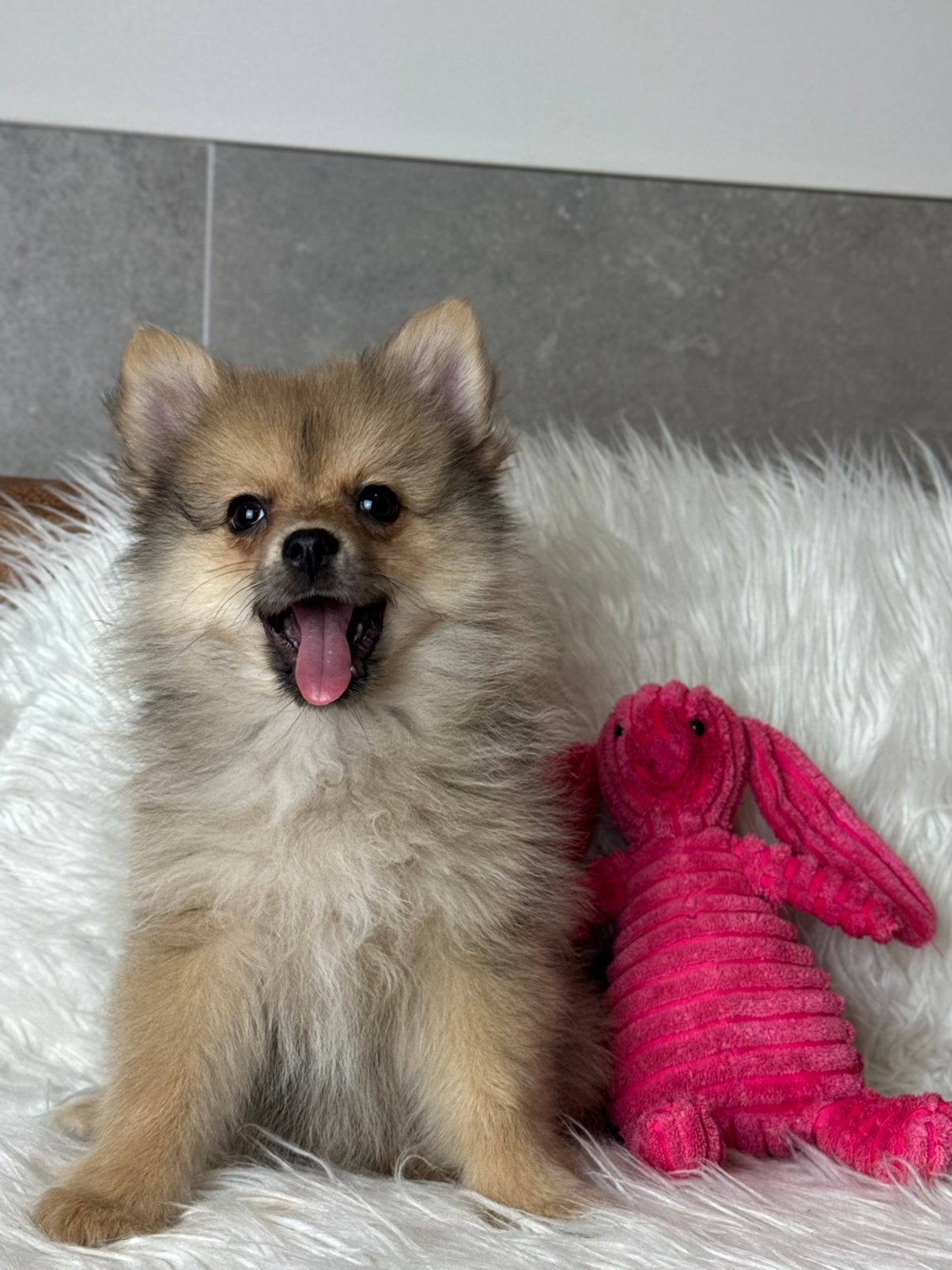 pomeriaan x dwergkees teefjes 1000€, Nederland, 8 tot 15 weken, Meerdere, Meerdere dieren