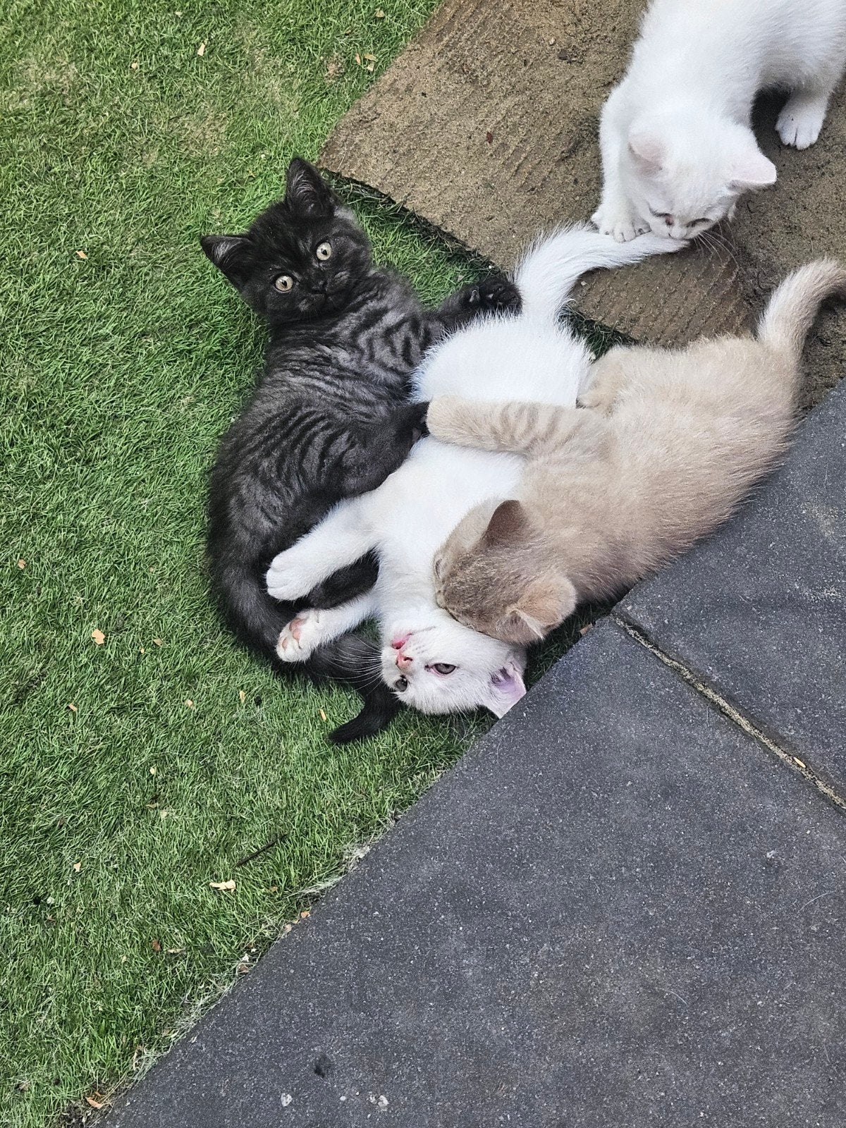 Bijzondere, Prachtige Britse Korthaar Kittens, Meerdere dieren, Ontwormd, 0 tot 2 jaar