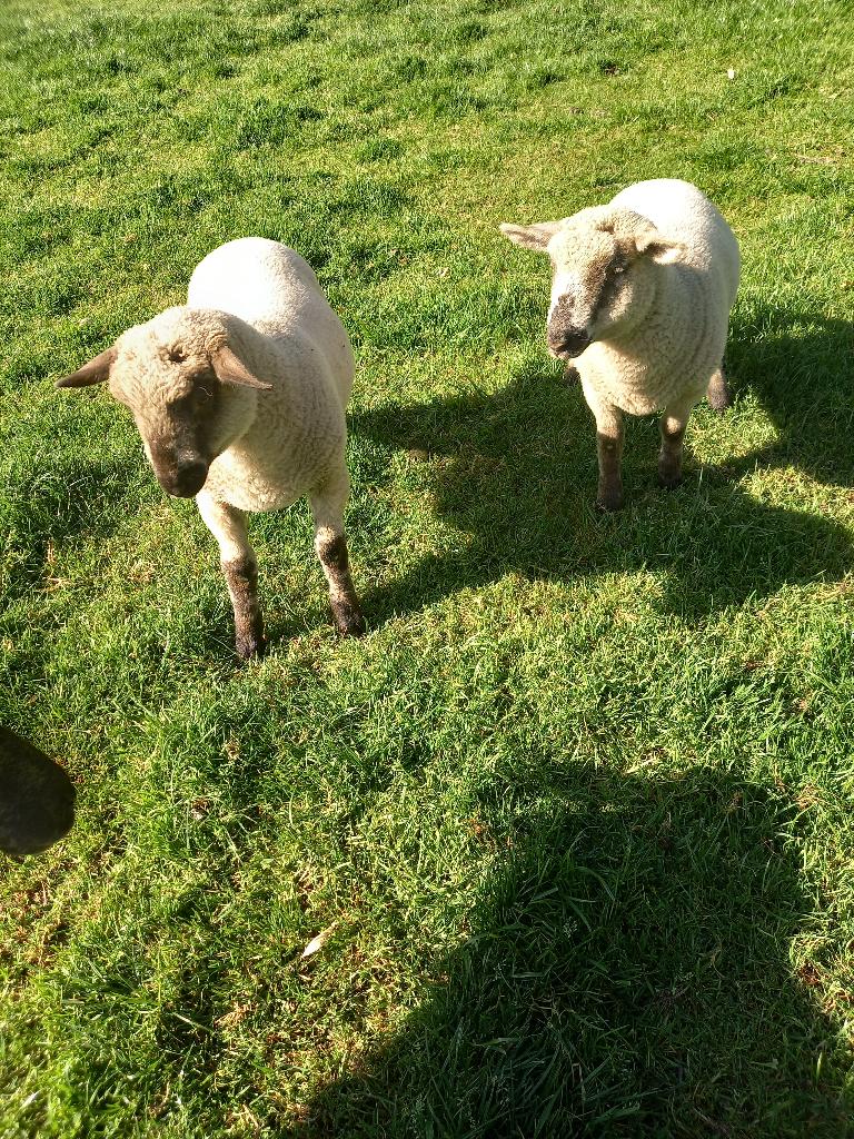schaap, Dieren en Toebehoren, Mannelijk, Schaap, 0 tot 2 jaar