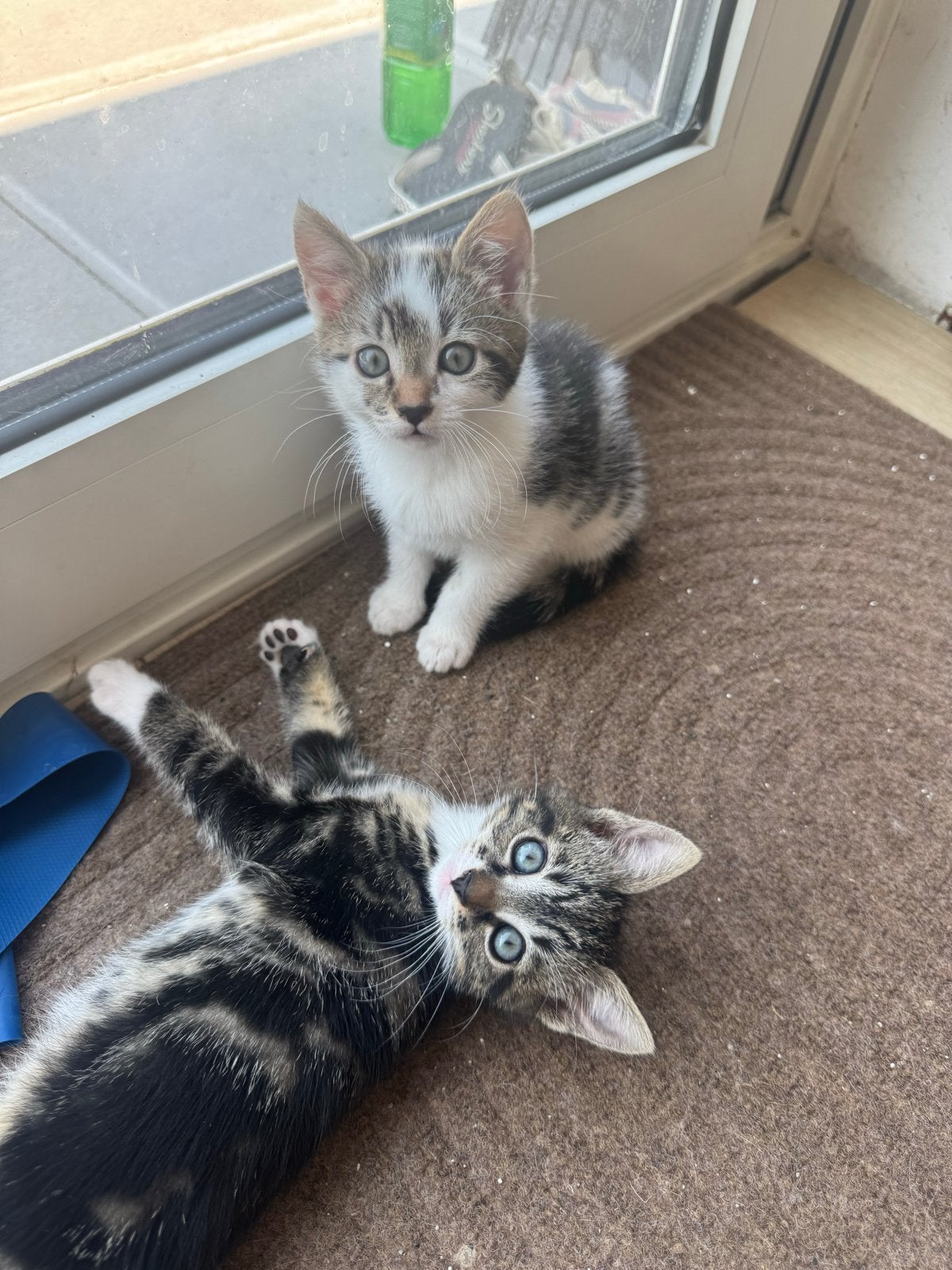 Kittens 8 weekjes oud, Dieren en Toebehoren, Katten en Kittens | Overige Katten, Poes