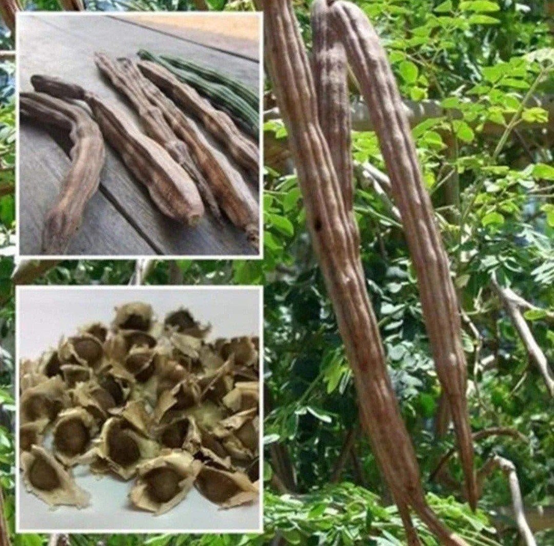 Verse Moringa Oleifera Zaden uit Gambia (50 stuks), Ophalen of Verzenden, Gehele jaar, Volle zon, Zaad