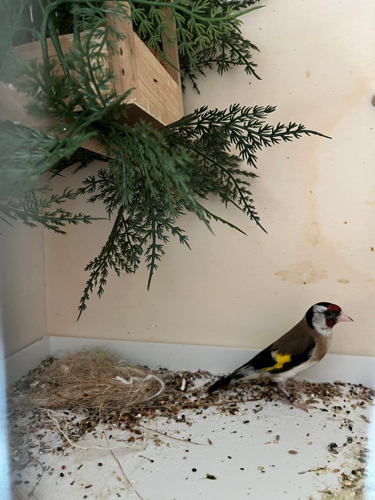 Prachtige Parva putter pop uit 2025 gezonde, geringde vogel, Vrouwelijk, Wildzangvogel