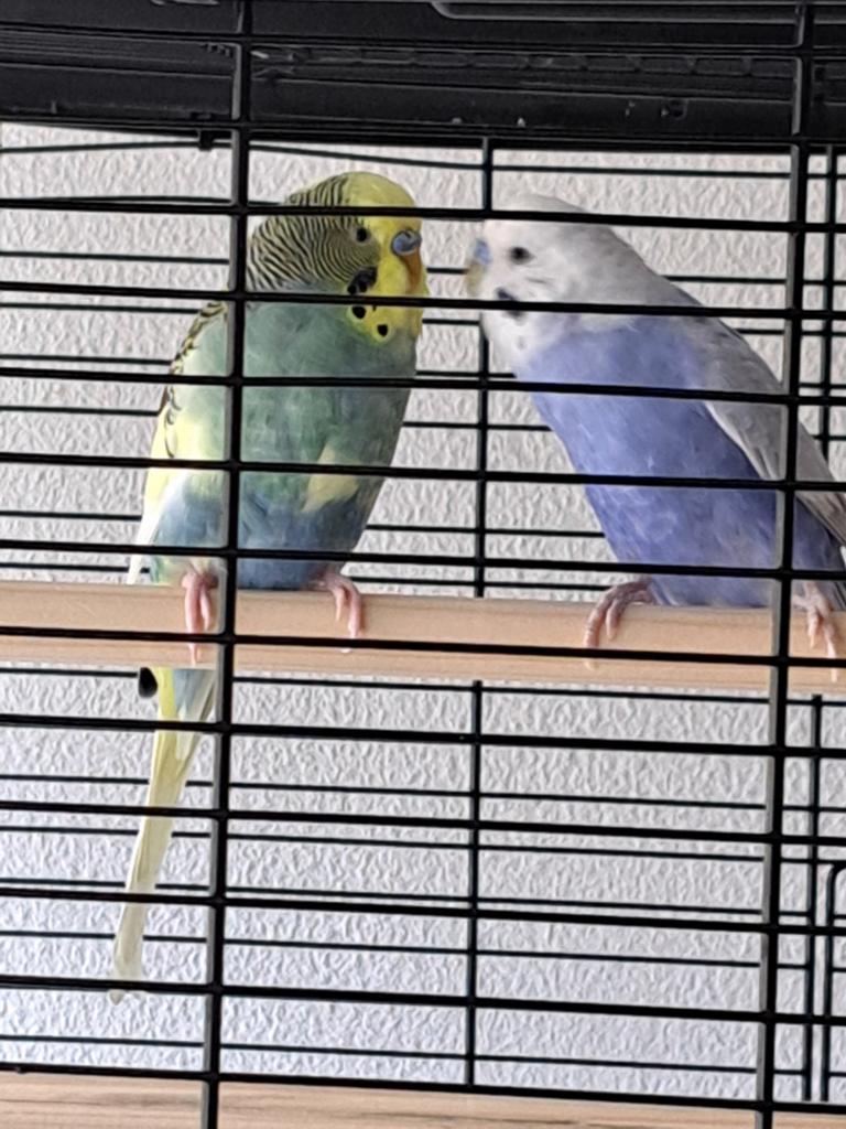 Parkieten, Dieren en Toebehoren, Vogels | Parkieten en Papegaaien, Meerdere dieren, Parkiet