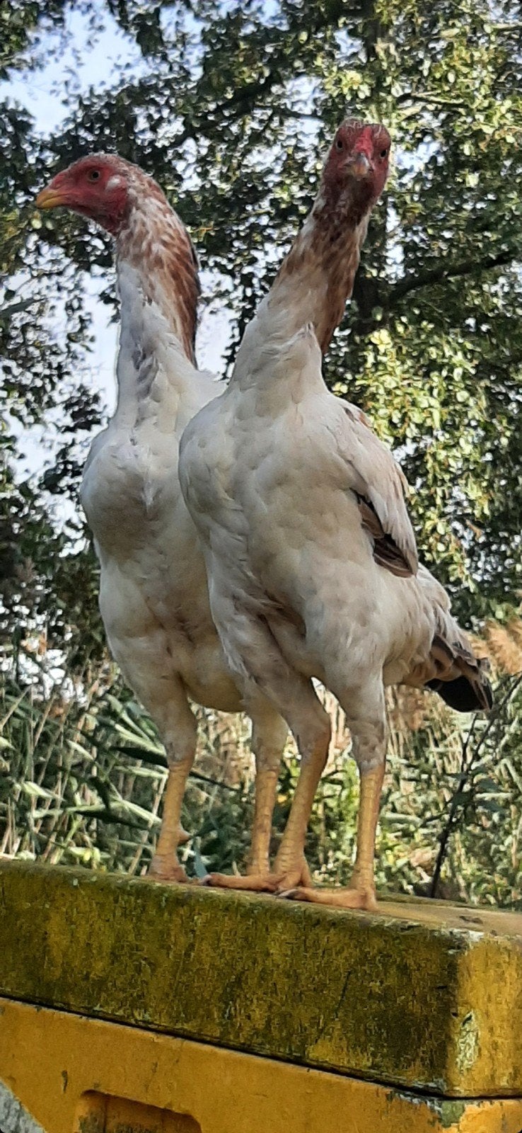 broedeieren. indio gigante.  nu 10 brordeieren 25€, Dieren en Toebehoren