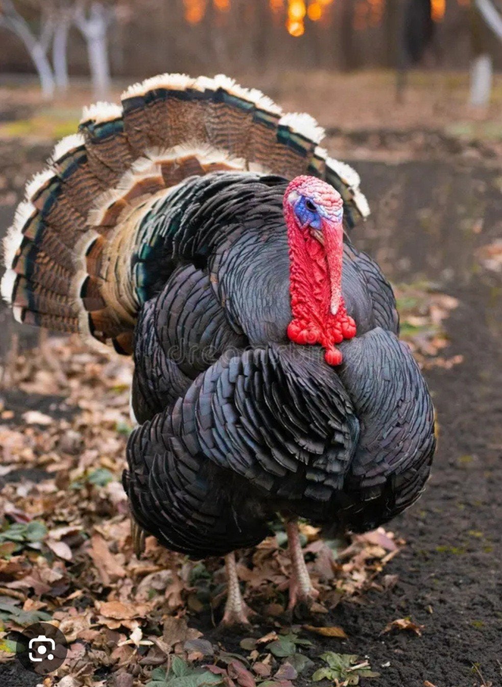 Amerikaanse Bronskalkoenen  hen+haan, Dieren en Toebehoren, Meerdere dieren, Kalkoen