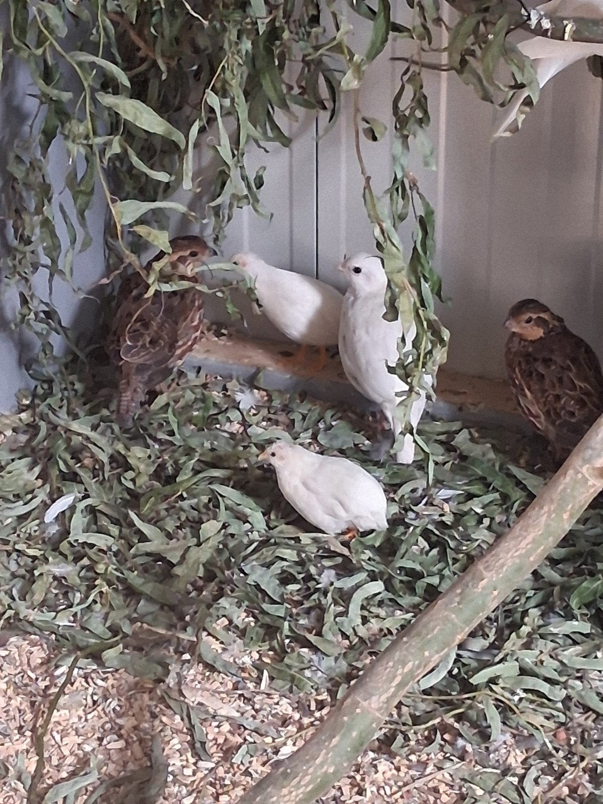 virginische boomkwartels koppels wit x wildkleur, Dieren en Toebehoren, Meerdere dieren