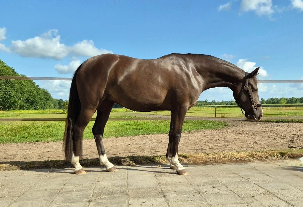 Smokey Black 3-jarige d-pony merrie v Cassanova du Bois, Merrie, Met stamboom, Dressuurpony, 3 tot 6 jaar