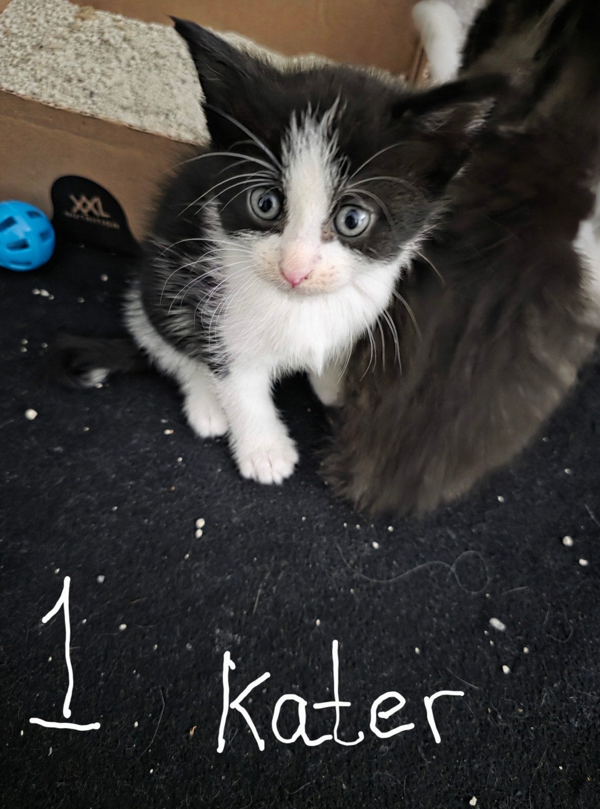 mooi jonge kittens