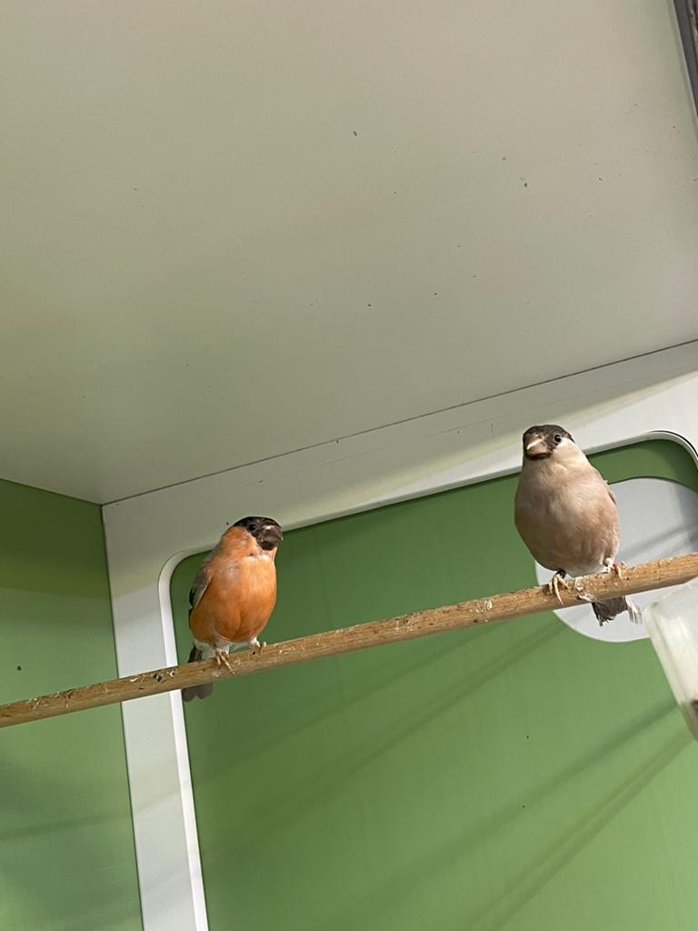 Koppel bruine goudvinken, Meerdere dieren, Geringd