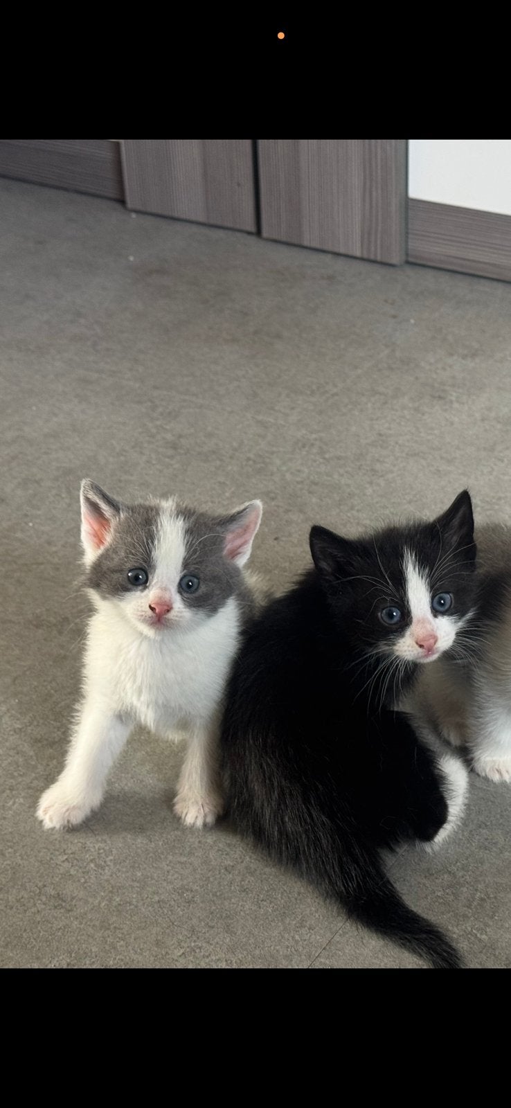 Kittens mogen het nest verlaten, Meerdere dieren