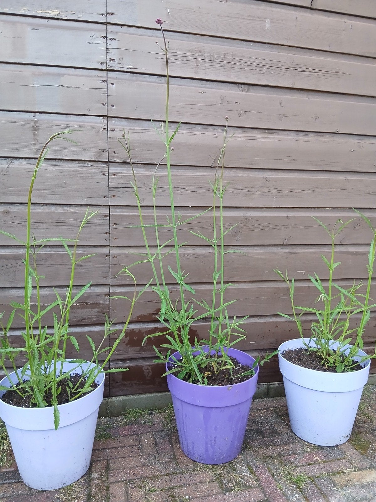 Verbena ( ijzerhard) in pot., Ophalen, Overige soorten, Volle zon
