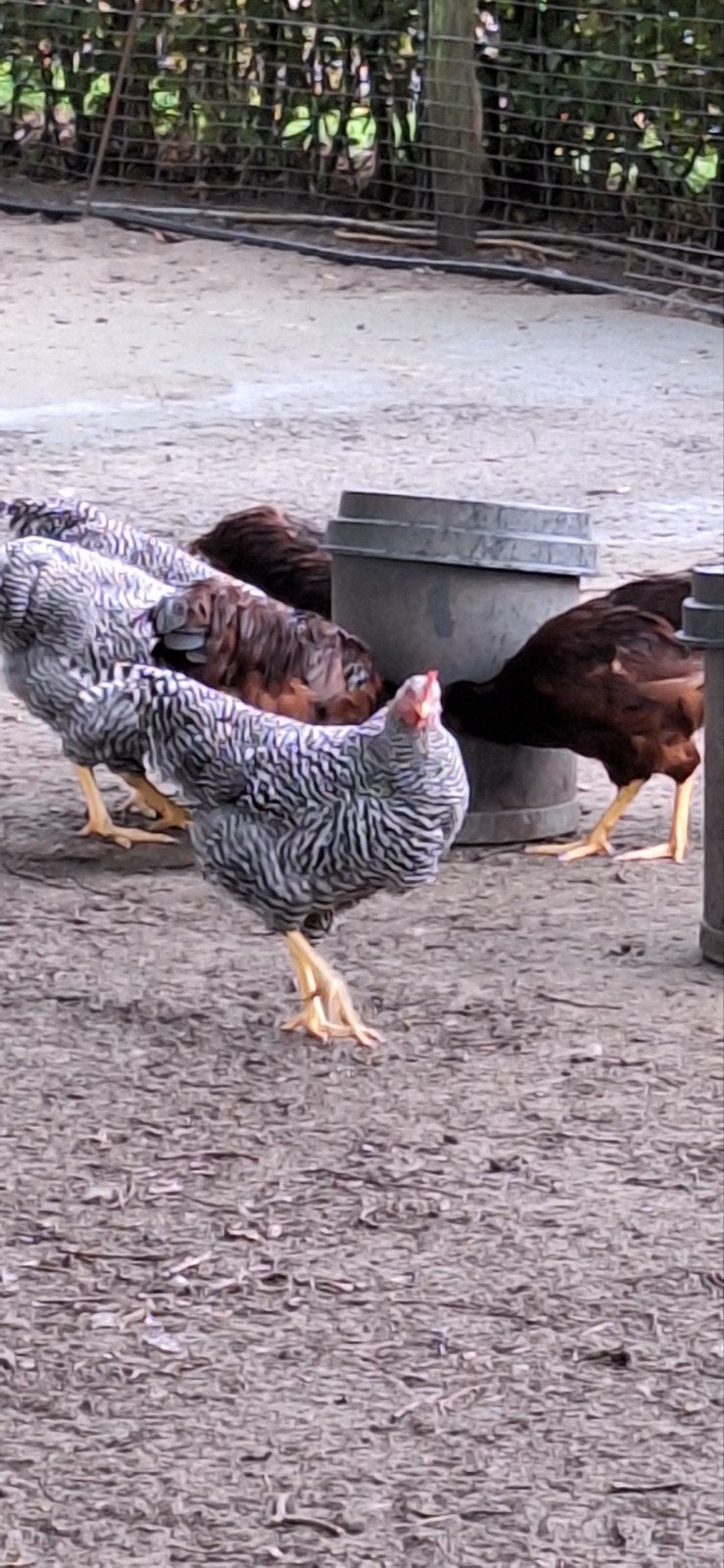 hanen.     amrock  en rode ijslander, Dieren en Toebehoren, Mannelijk, Kip