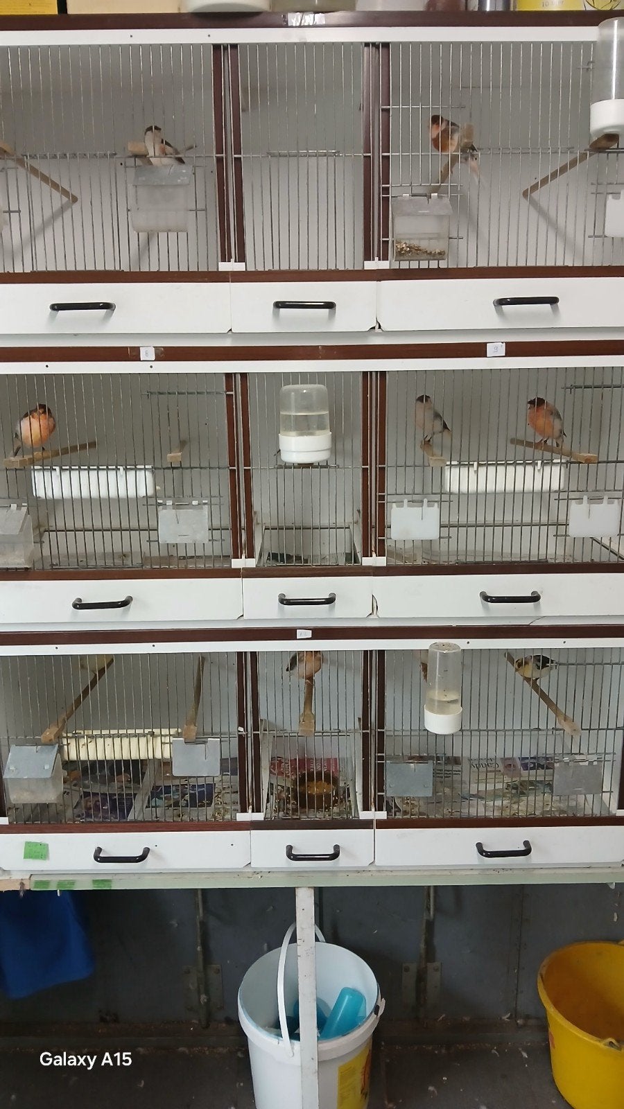 te koop 8 koppels harlekijn kanaries, Meerdere dieren, Kleurkanarie