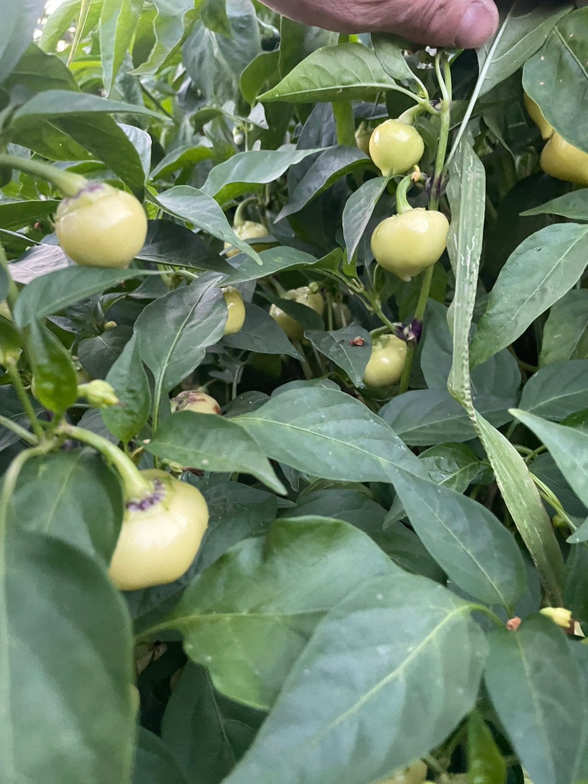 Bio paprika -bolle paprika- heet, Tuin en Terras, Bloembollen en Zaden, Ophalen of Verzenden, Volle zon