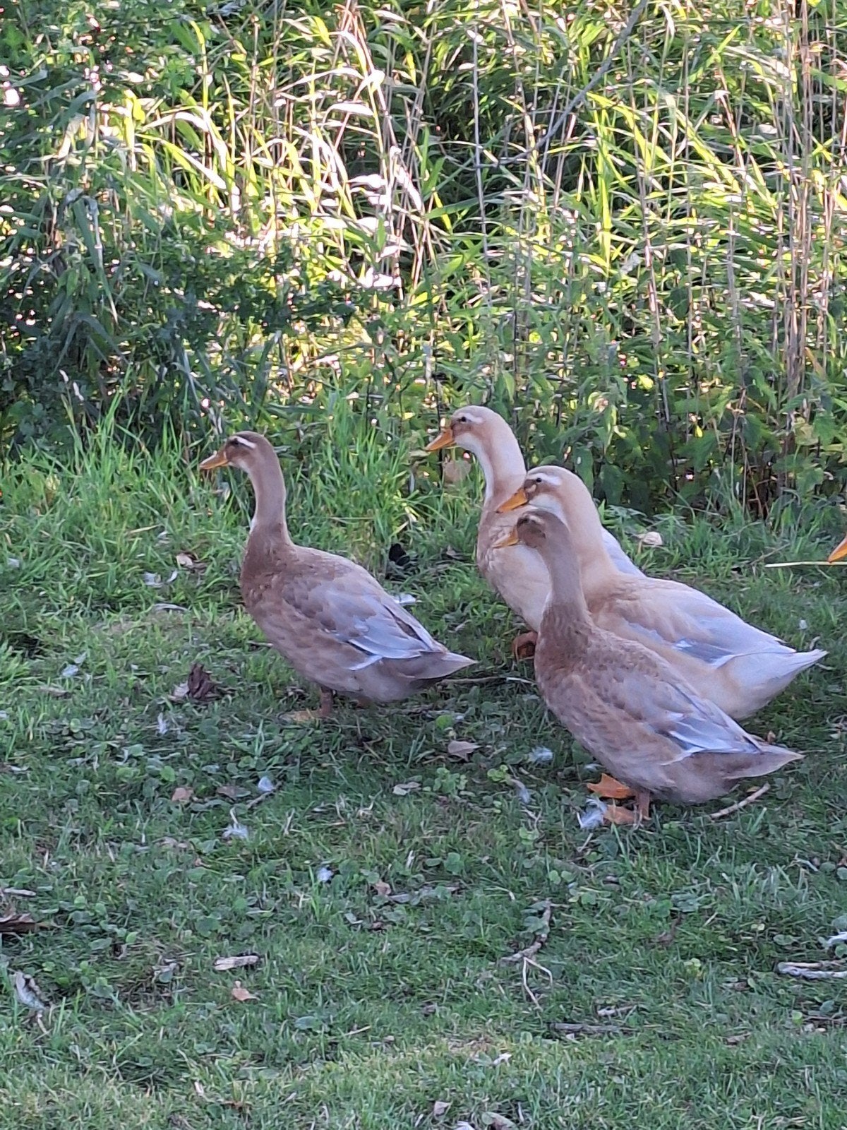 2 jonge (vrouwelijke) eenden kruising saksen-loopeend, Dieren en Toebehoren, Pluimvee, Vrouwelijk, Eend