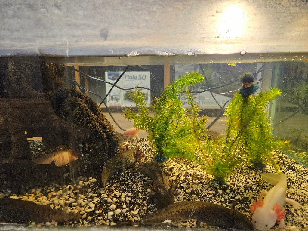 Albistoma Mexicanum Axelotl, Amfibie, 0 tot 2 jaar