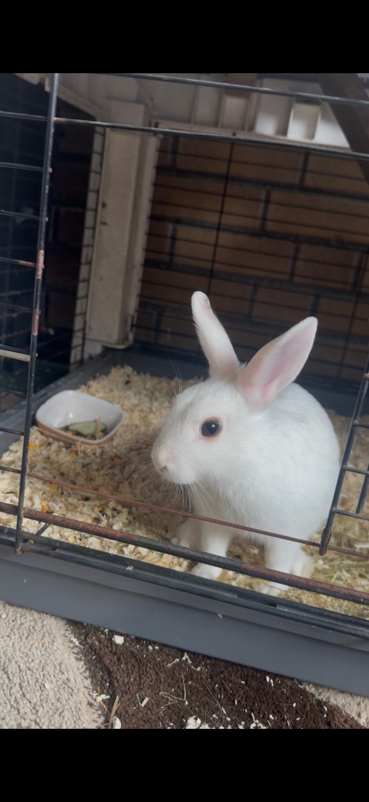 Twee mooie konijnen, Dieren en Toebehoren, Konijnen, Mannelijk