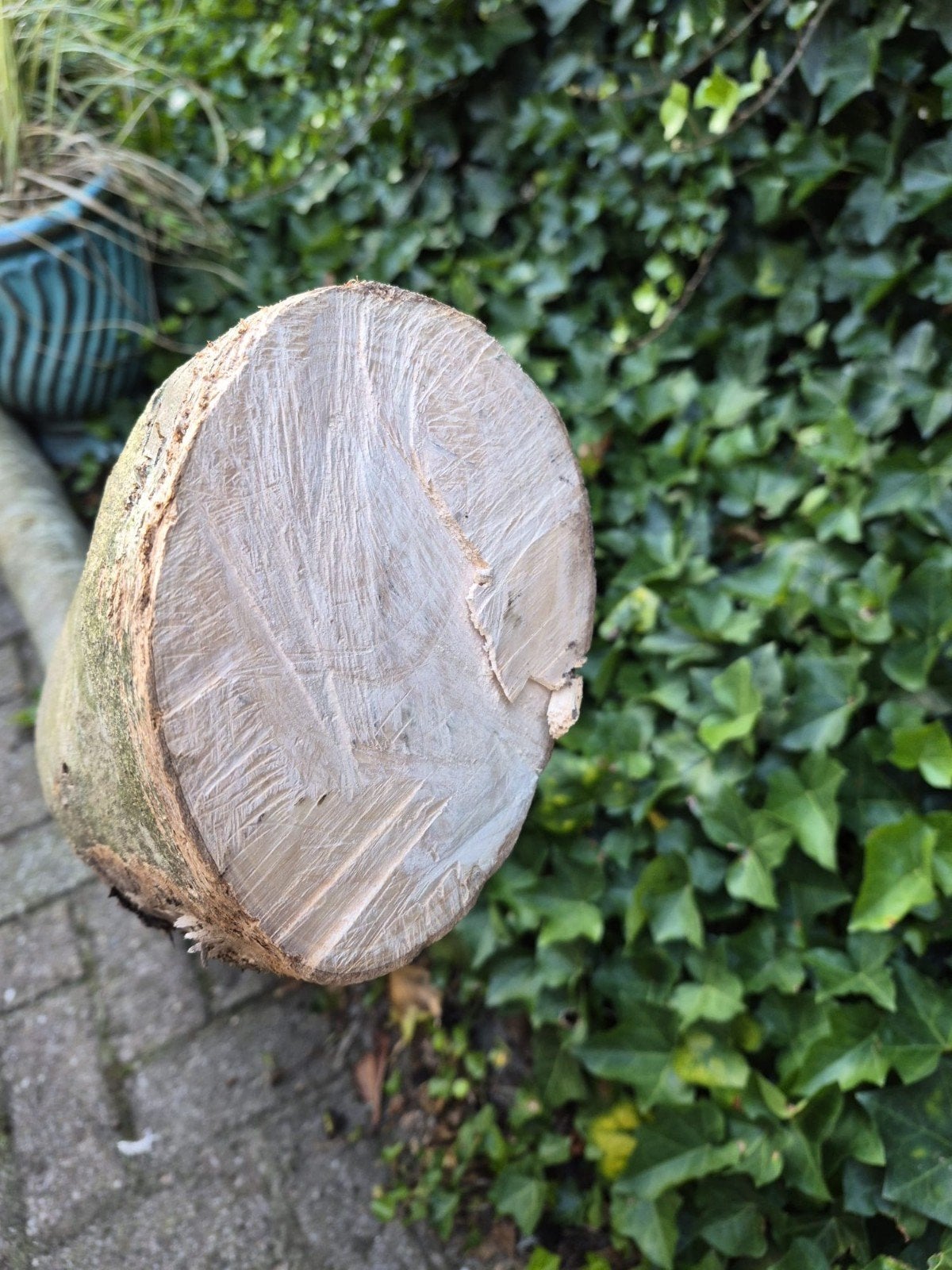 Es boom voor maken van kunst?, Tuin en Terras, Planten | Bomen, Ophalen, Overige soorten, 400 cm of meer