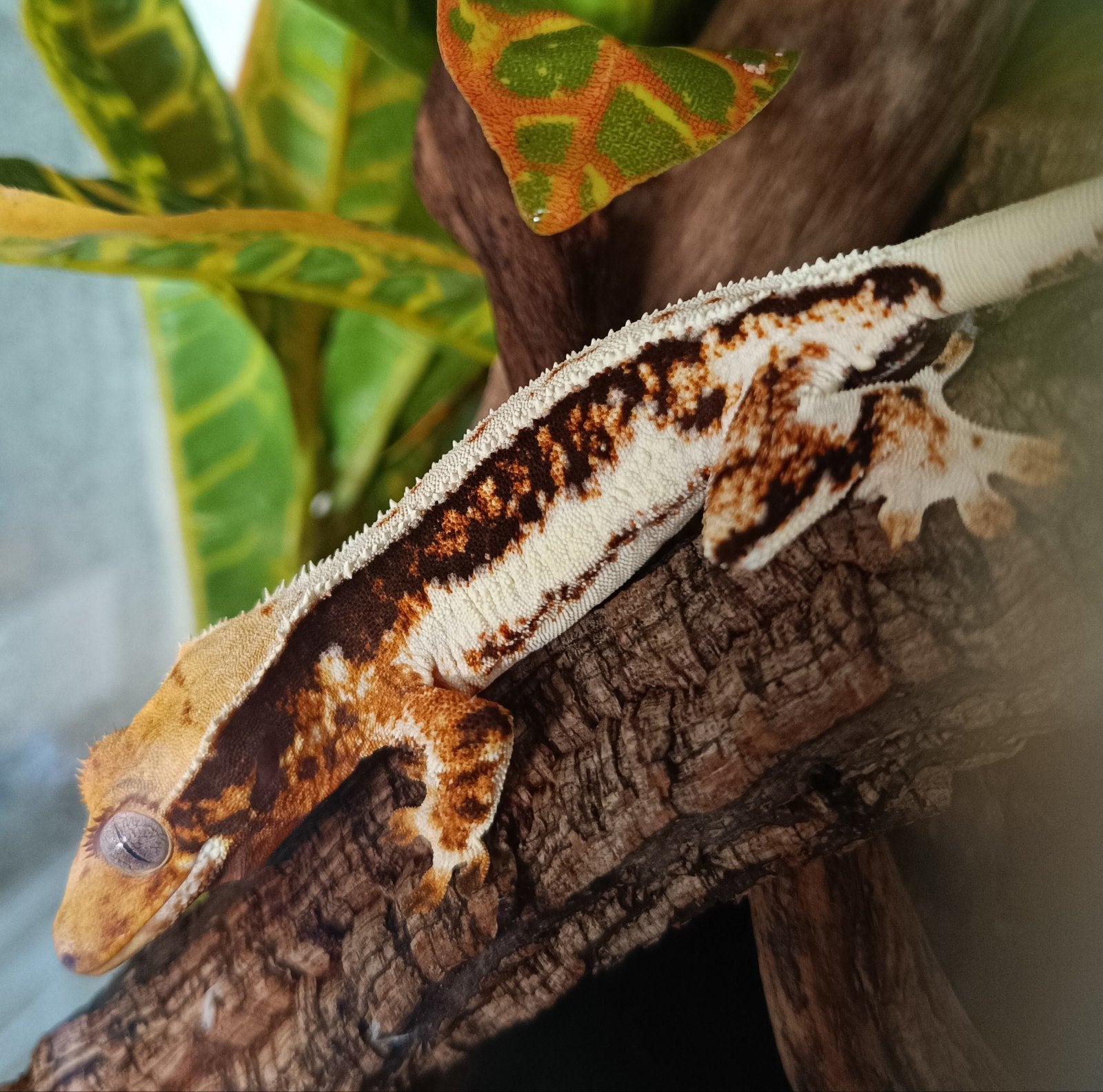 Wimpergekko vrouw Tri-color Lillywhite, Dieren en Toebehoren, Reptielen en Amfibieën, Hagedis, 0 tot 2 jaar