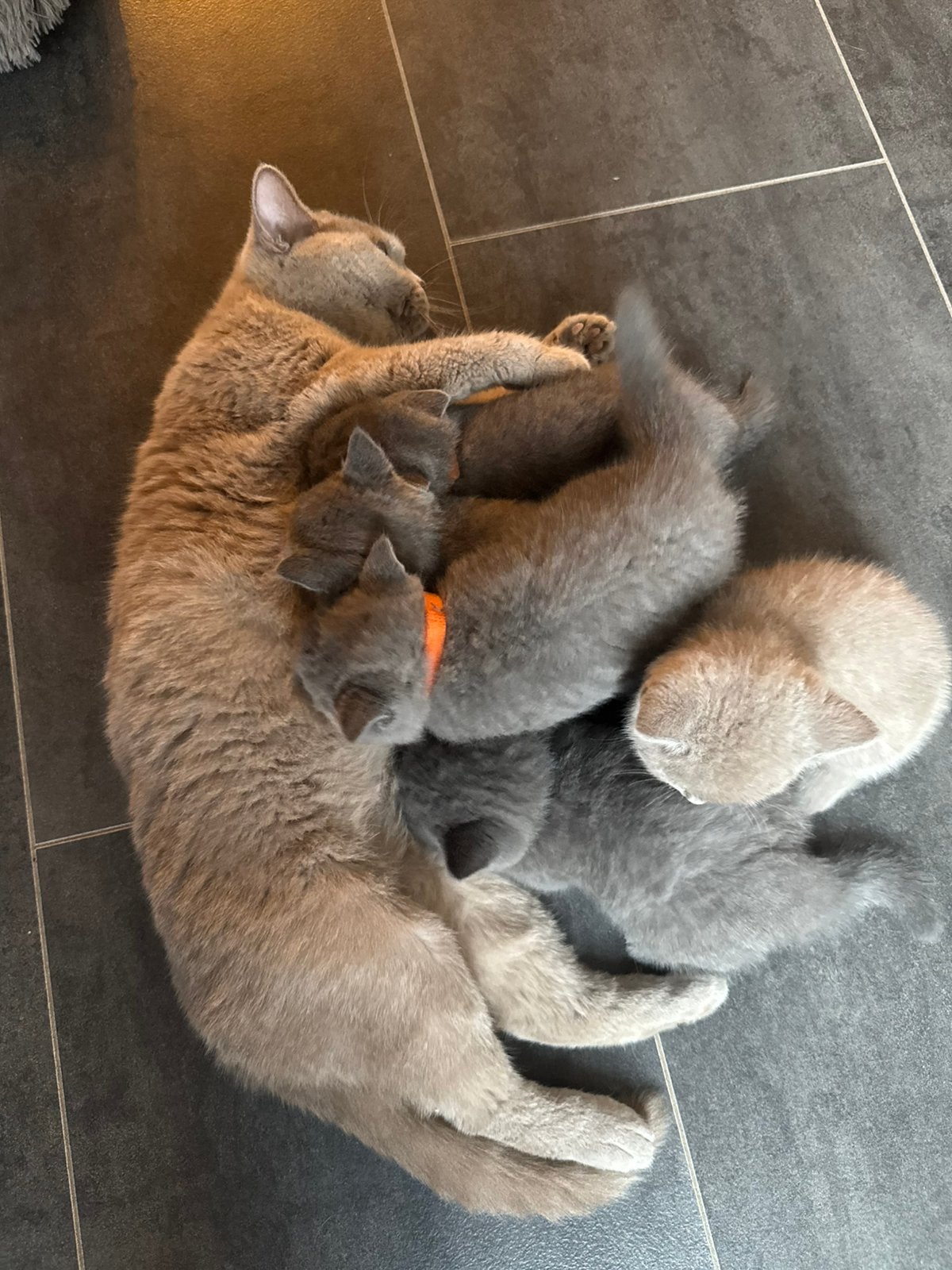 Prachtige britse korthaar kittens, Meerdere dieren, Ontwormd, 0 tot 2 jaar