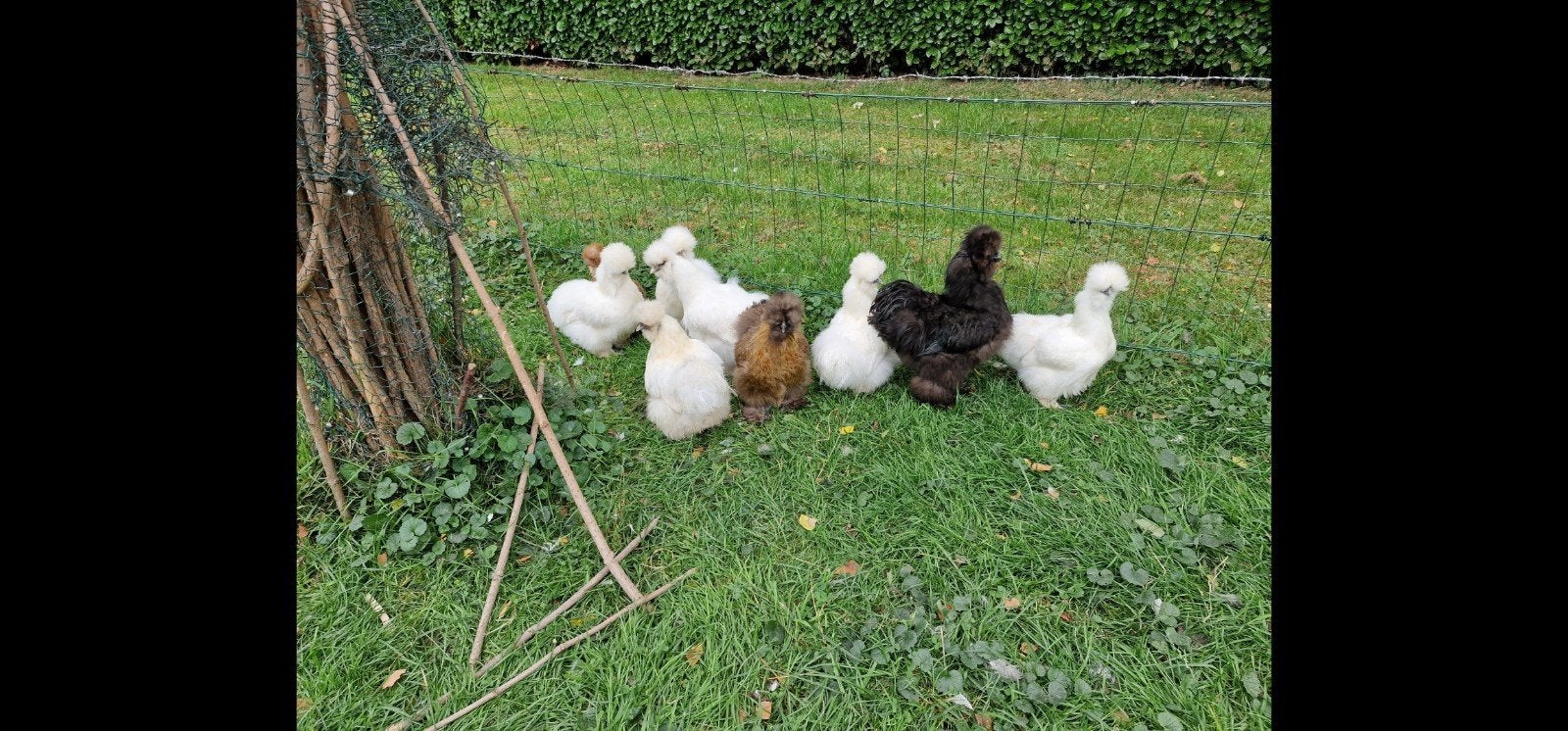 zijdehoenders groot wit zware kuif en baard, Dieren en Toebehoren, Meerdere dieren, Kip